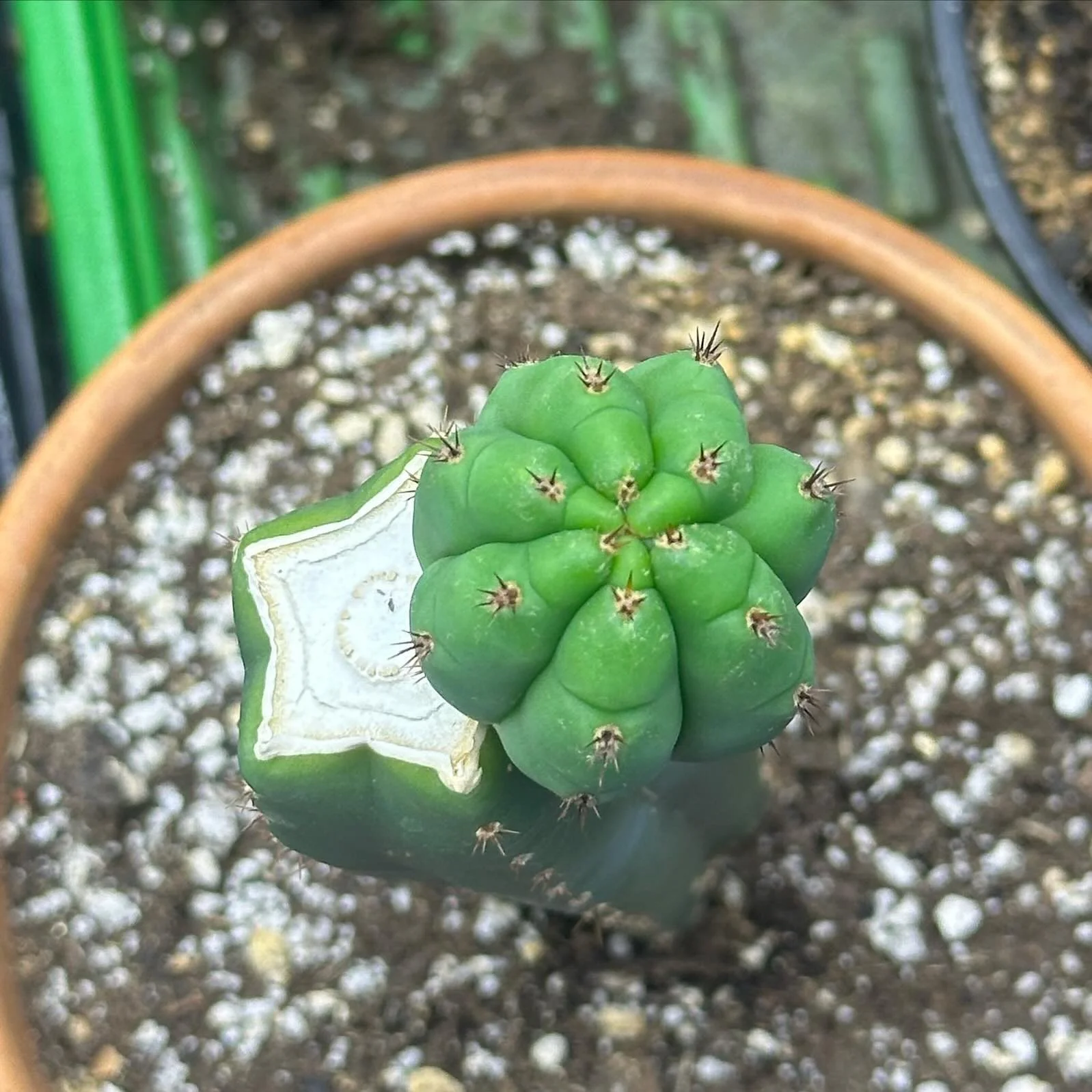 Big ol phat pup coming up!
More updates soon, I still have tons of plants on my website so do look into it!
🌵🐦‍⬛🌵🐦‍⬛🌵🐦‍⬛🌵🐦‍⬛🌵🐦‍⬛🌵🐦‍⬛🌵🐦‍⬛🌵🐦‍⬛
🐦‍⬛
🌵
🐦‍⬛
🌵
🐦‍⬛
🌵
🐦‍⬛
🌵
#cactus #cact