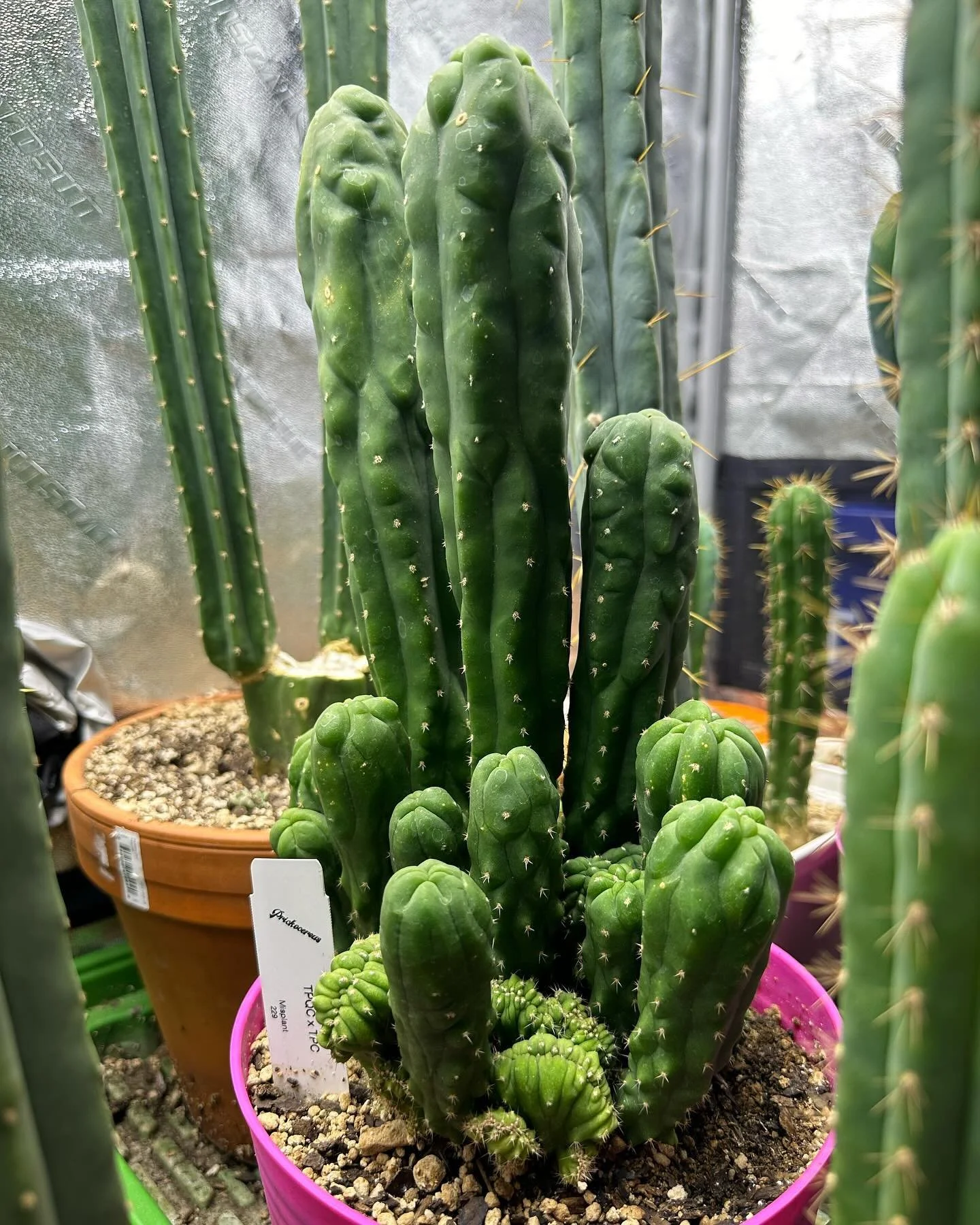 Updates or something. Plans? Ongoing project? Rnd? Who knows but hey got something coming in the future!
🐦‍⬛🌵🐦‍⬛🌵🐦‍⬛🌵🐦‍⬛🌵🐦‍⬛🌵🐦‍⬛🌵🐦‍⬛🌵🐦‍⬛🌵
🌵
🐦‍⬛
🌵
🐦‍⬛
🌵
🐦‍⬛
🌵
🐦‍⬛
🌵
🐦‍⬛
🌵
?