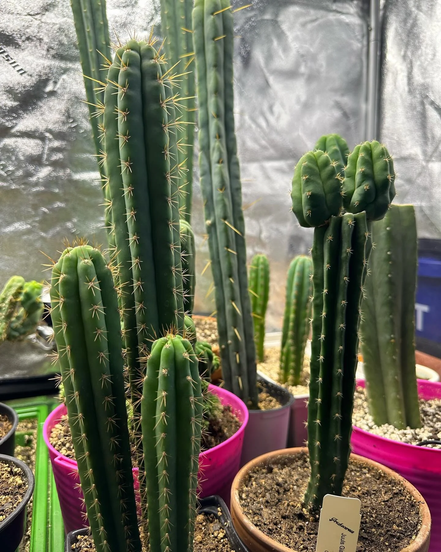 Uhhhhhhhh plantz.
🐦‍⬛🌵🐦‍⬛🌵🐦‍⬛🌵🐦‍⬛🌵🐦‍⬛🌵🐦‍⬛🌵🐦‍⬛🌵🐦‍⬛🌵
🌵
🐦‍⬛
🌵
🐦‍⬛
🌵
🐦‍⬛
🌵
🐦‍⬛
🌵
🐦‍⬛
🌵
🐦‍⬛
🌵
🐦‍⬛
🌵
🐦‍⬛
#cactus #succulents #cactuslover #plants #cacti #sucul