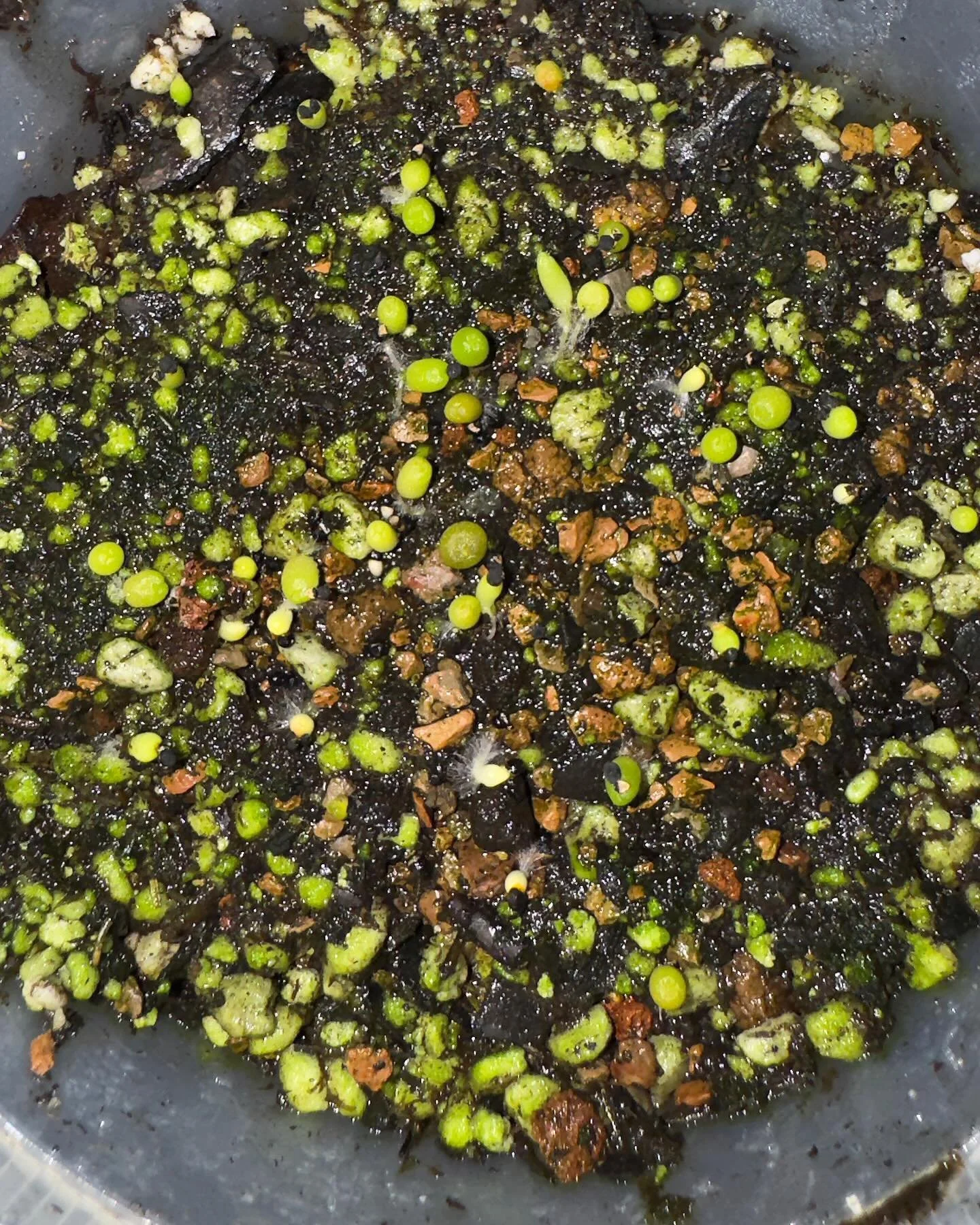 Cute as a button! Can you guess what they are? 👀
🌵🐦‍⬛🌵🐦‍⬛🌵🐦‍⬛🌵🐦‍⬛🌵🐦‍⬛🌵🐦‍⬛🌵🐦‍⬛🌵🐦‍⬛
🐦‍⬛
🌵
🐦‍⬛
🌵
🐦‍⬛
🌵
🐦‍⬛
🌵
🐦‍⬛
🌵
🐦‍⬛
🌵
🐦‍⬛
🌵
🐦‍⬛
🌵
#cactuslover #แคคต #suc