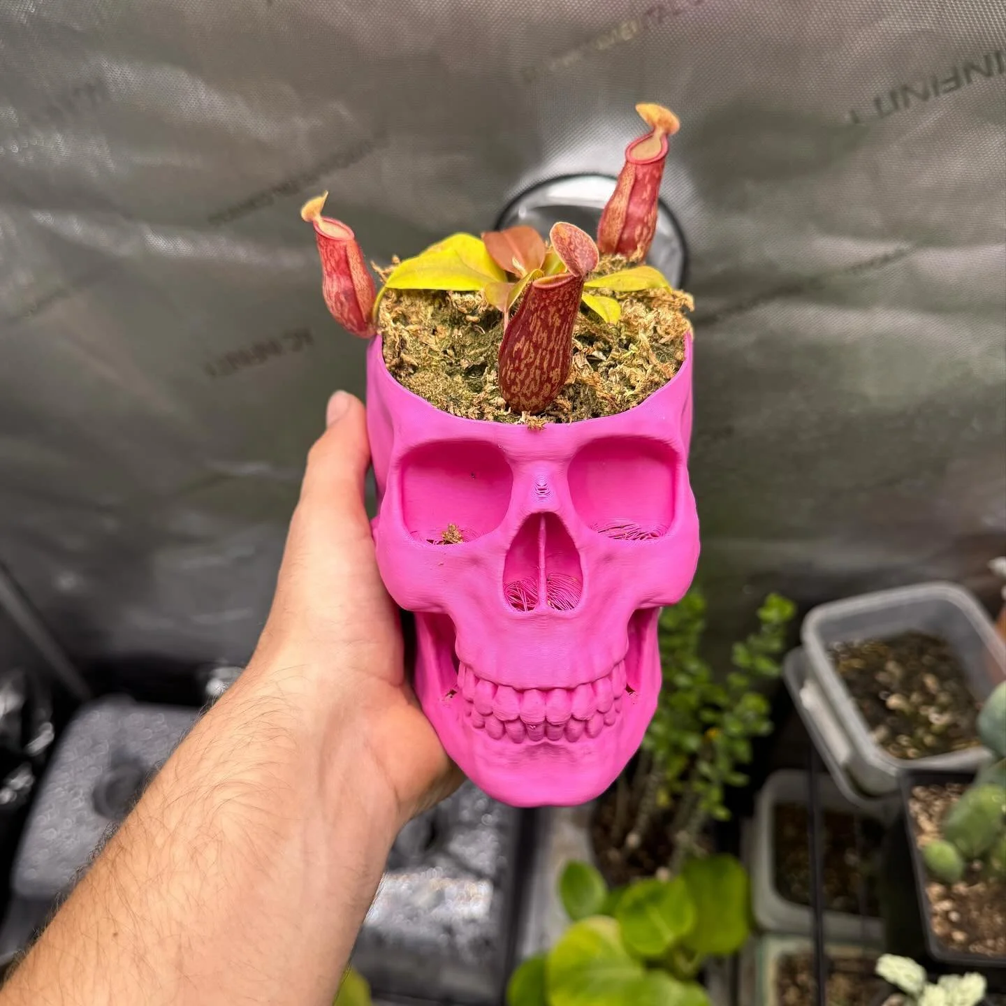 I love my nepenthes, no clue on specific species but he’s such a cute fella, does wonders on catches stray ants!
🌵🐦‍⬛🌵🐦‍⬛🌵🐦‍⬛🌵🐦‍⬛🌵🐦‍⬛🌵🐦‍⬛🌵🐦‍⬛🌵🐦‍⬛
🐦‍⬛
🌵
🐦‍⬛
🌵
🐦‍⬛
🌵
🐦‍⬛
🌵
🐦