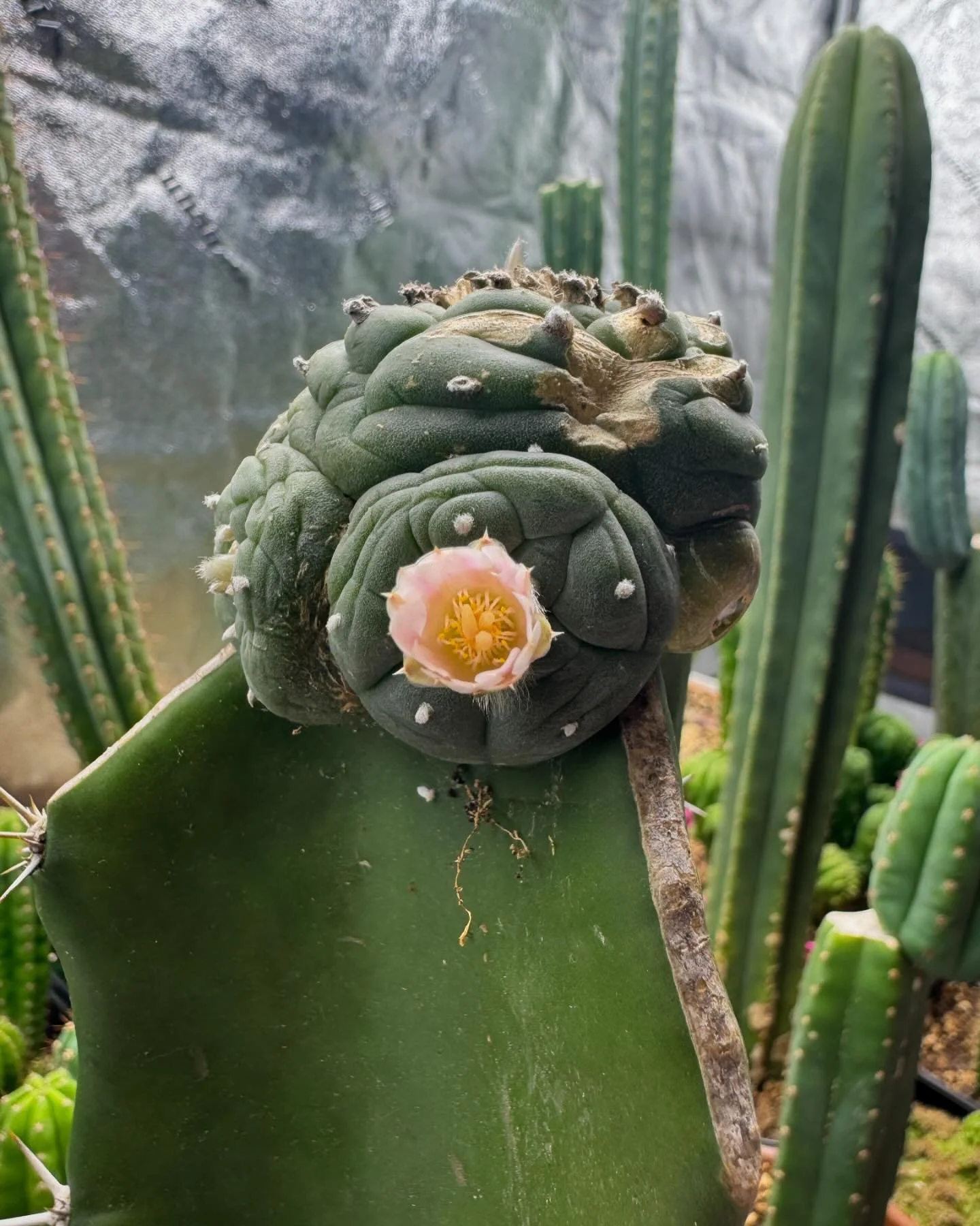I’m so happy to see this on my birthday, this is my first bloom!
🌵🐦‍⬛🌵🐦‍⬛🌵🐦‍⬛🌵🐦‍⬛🌵🐦‍⬛🌵
#cactus #cactusysuculentas #kaktüs #suculents #suculenta #กระบองเพชร #แคคต #cactusforsale #cactilism #cactuslover #succul