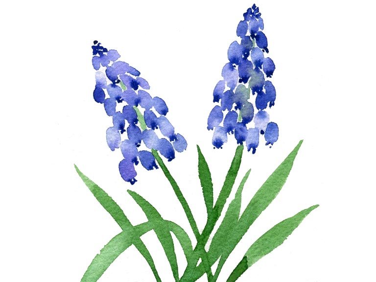 bluebells example.jpg