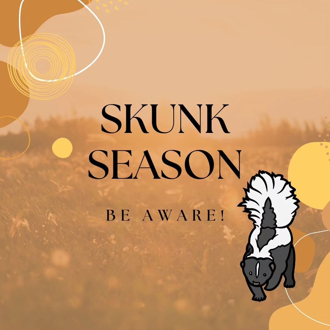 With the warmer weather, skunks are starting to come out! They are usually most active at night. To prevent your dog from being skunked you can take the time to go out before your pup and check your yard for these little critters