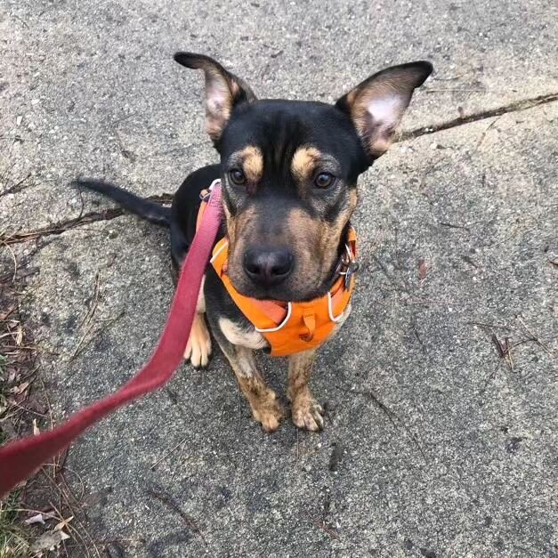 Scooby had his first walk with me today. What a sweetheart!