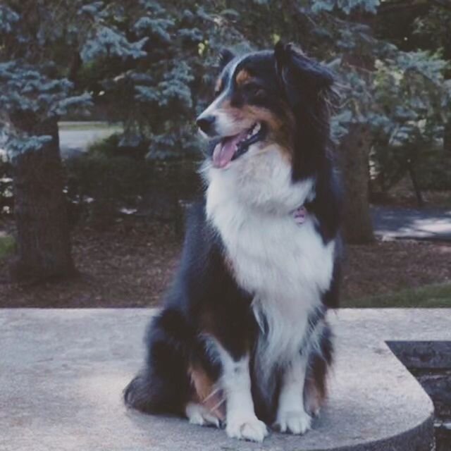 We lost sweet Aussie over the weekend. She made it to 15, and lived an exciting, wonderful life