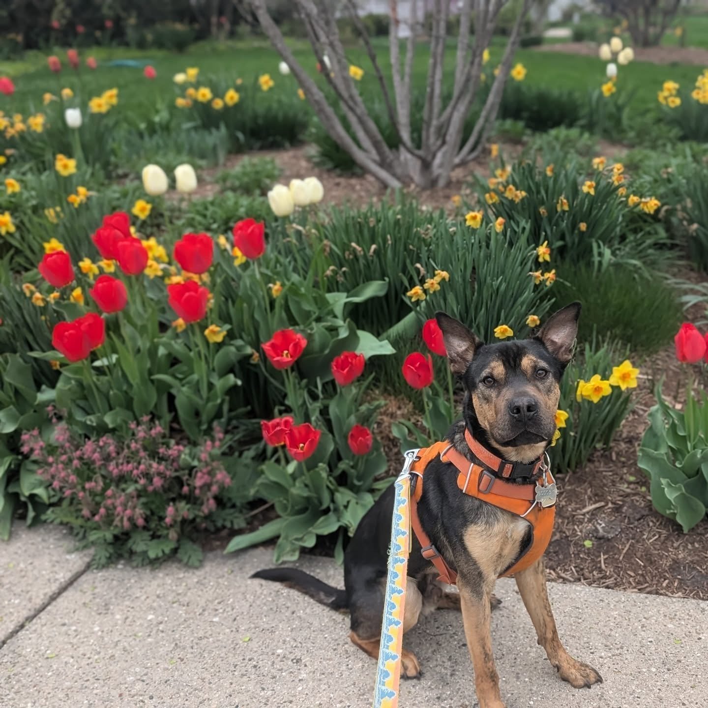 Happy Spring!