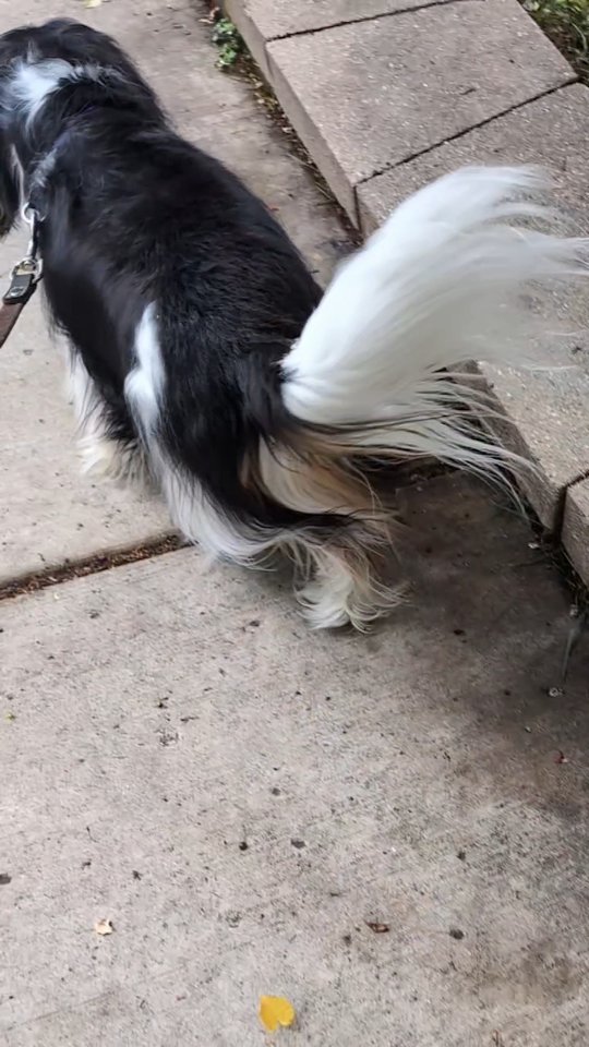 Happy Wagging Wednesday with Finn *Wiggle Wiggle Wiggle*