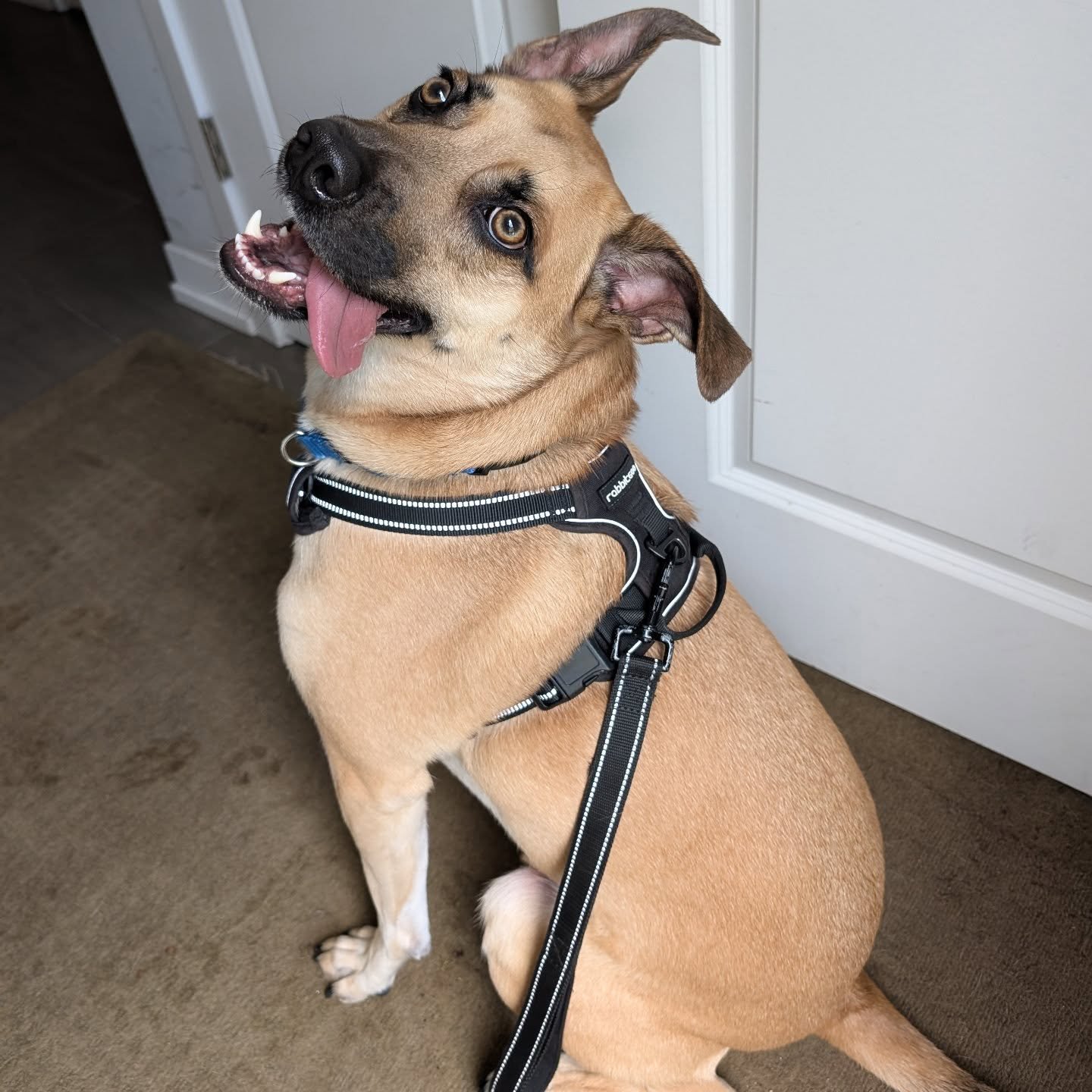 Happy Tongue Out Tuesday from Ace!