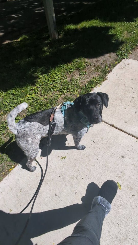 Enjoying an afternoon walk with Sauce Boss