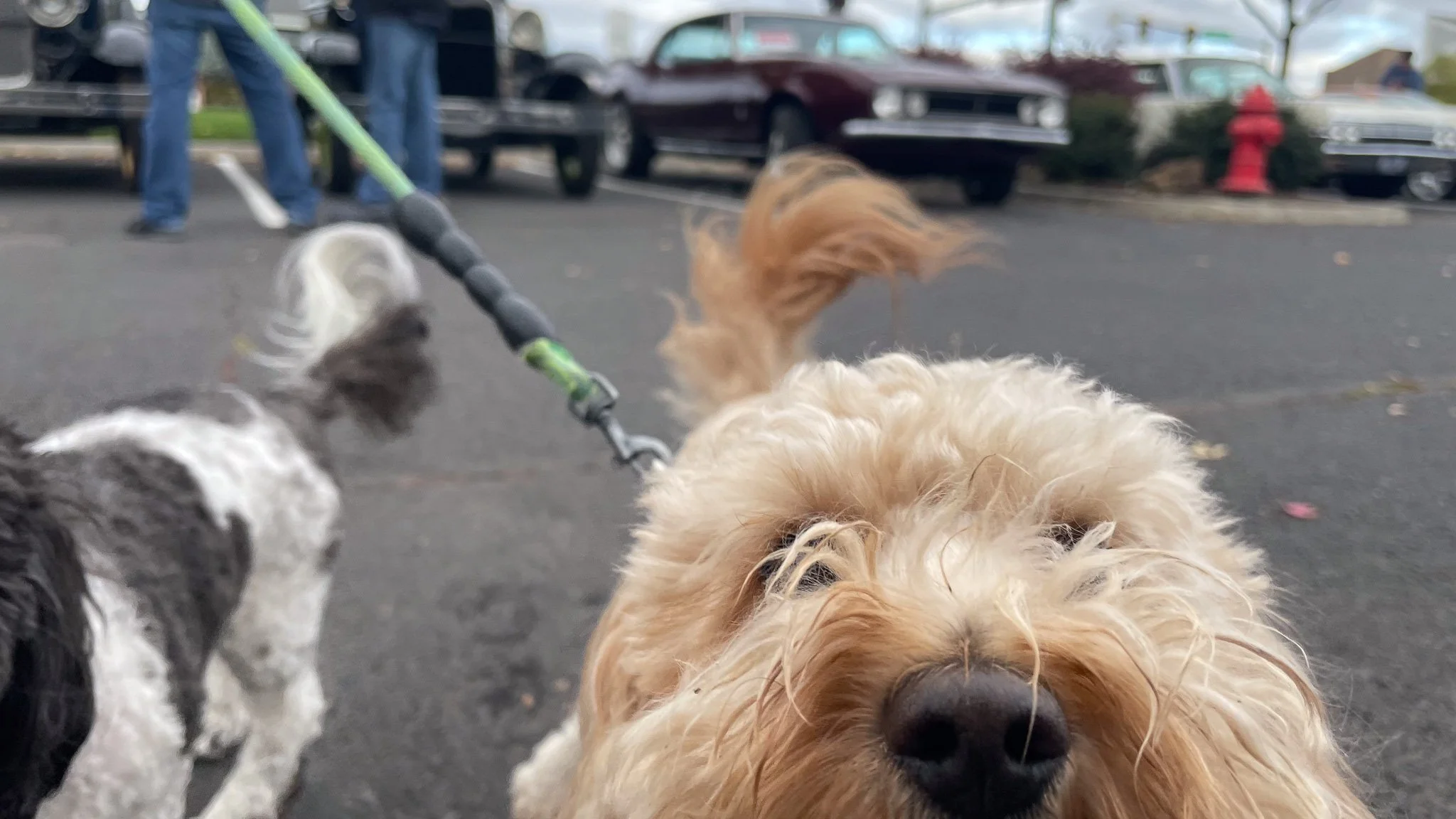 Bend Cars & Coffee dogs.jpg