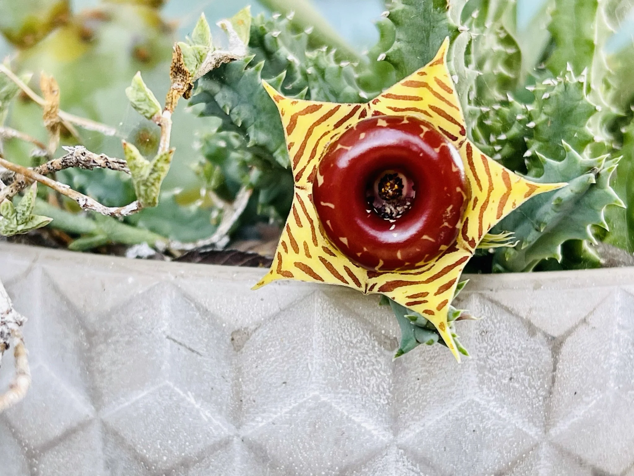 Lifesaver Succulent