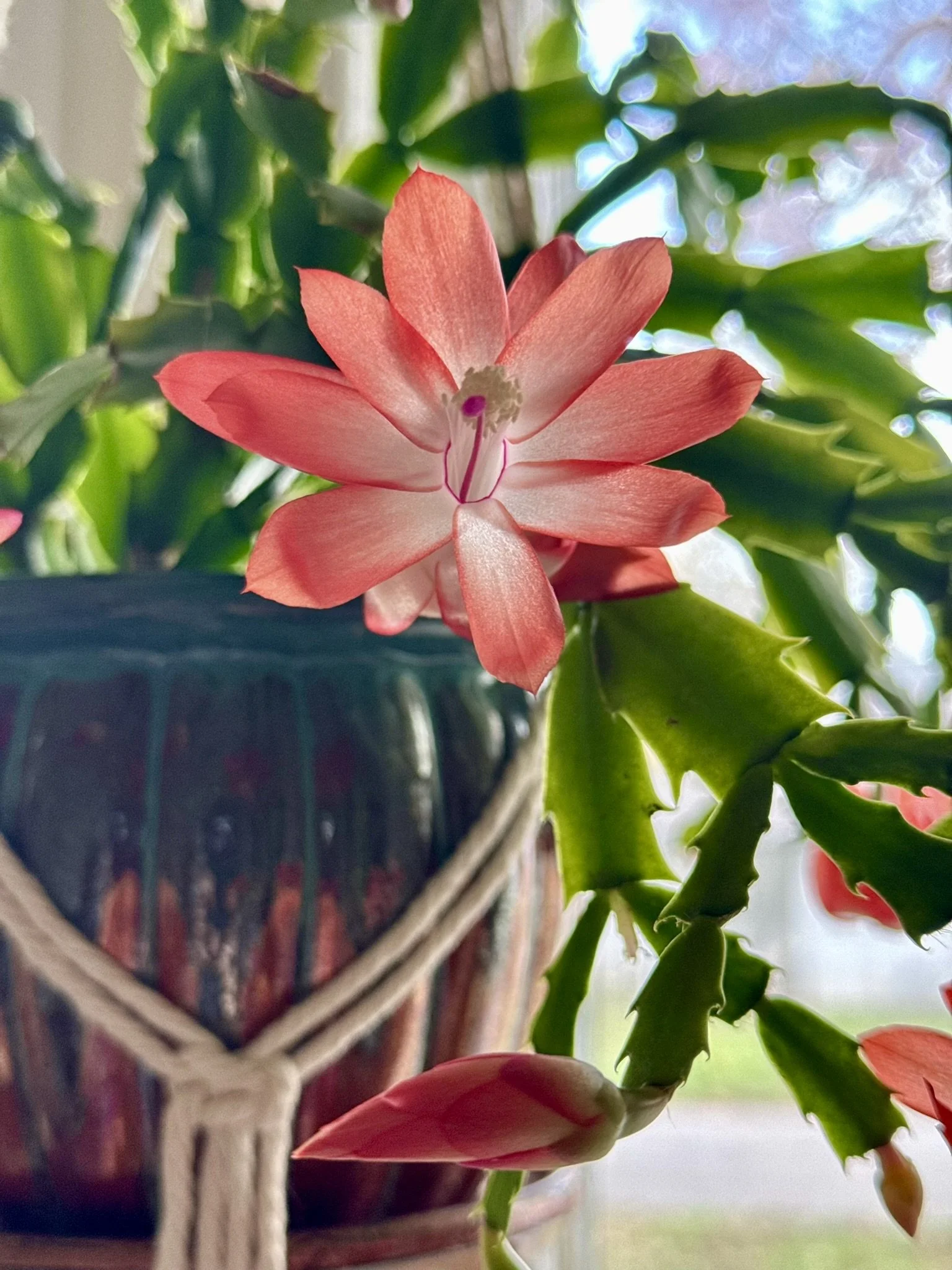 Blooming Christmas Cactus