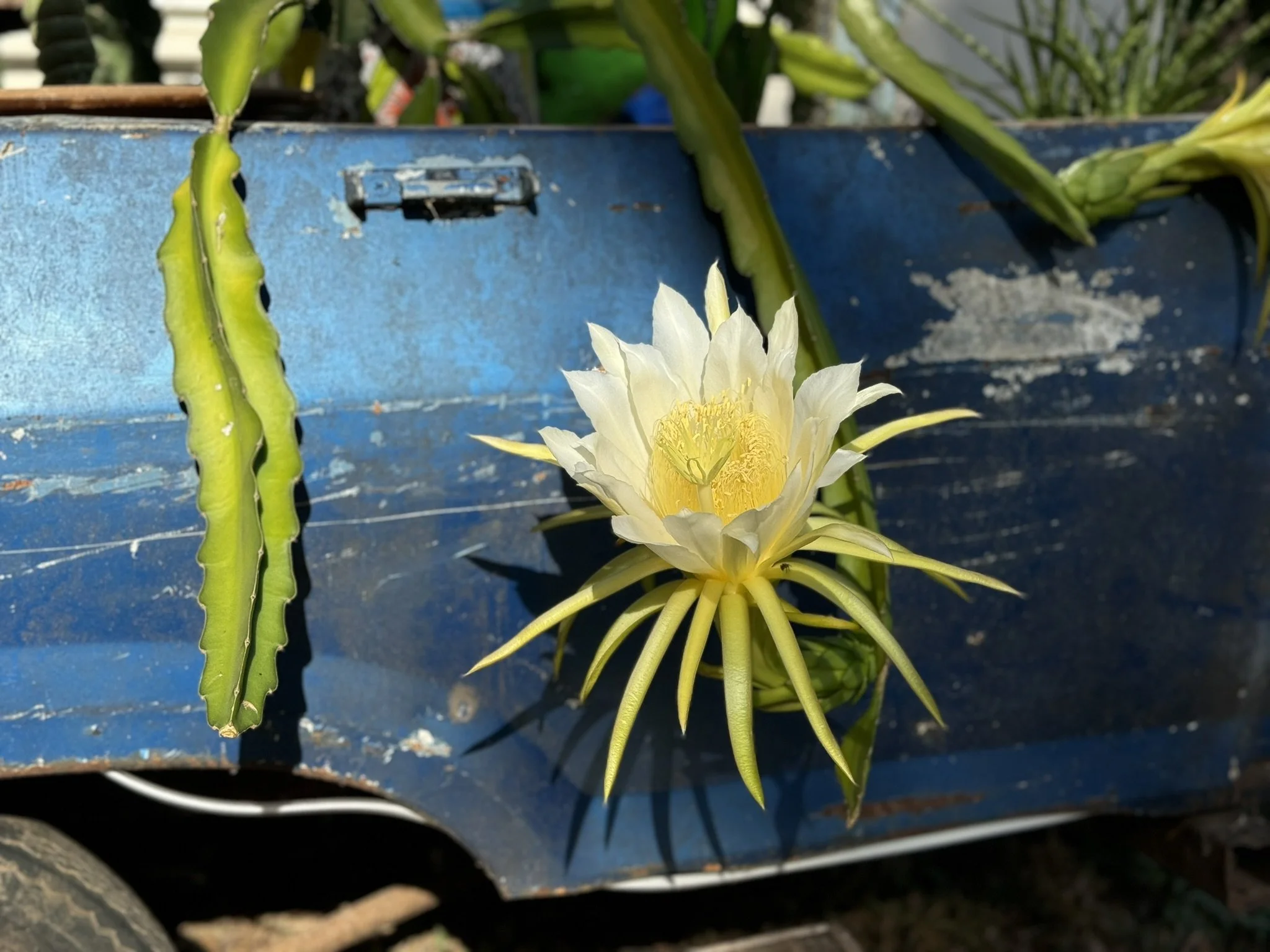 Flowering Dragonfruit