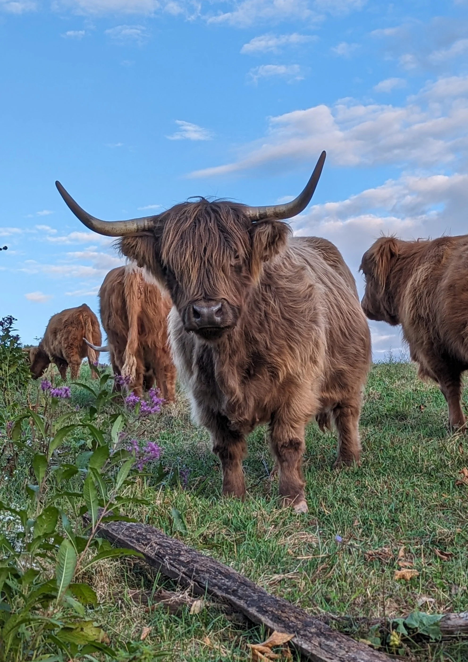 Erb'n Roots Puff the Highland Cow. Located in the Mid-Ohio Valley in Marietta, OH, near Parkersburg, WV.