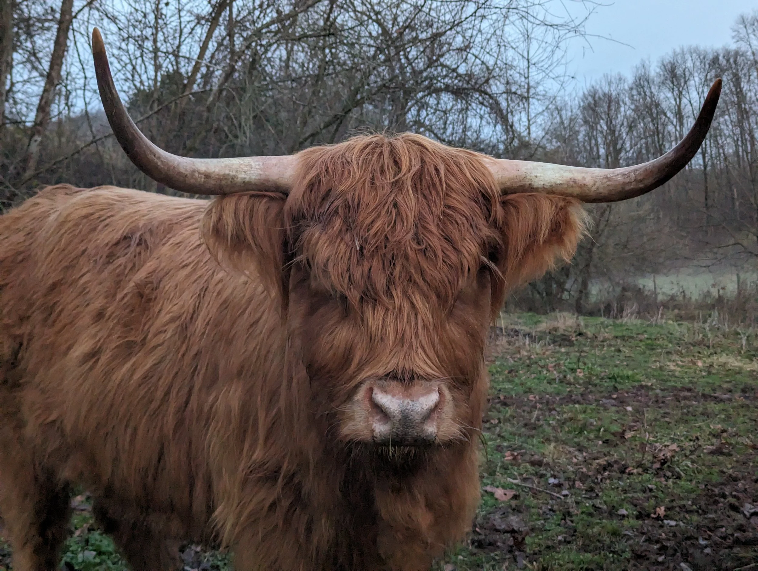 Erb'n Roots Ruby the Highland Cow. Located in the Mid-Ohio Valley in Marietta, OH, near Parkersburg, WV.