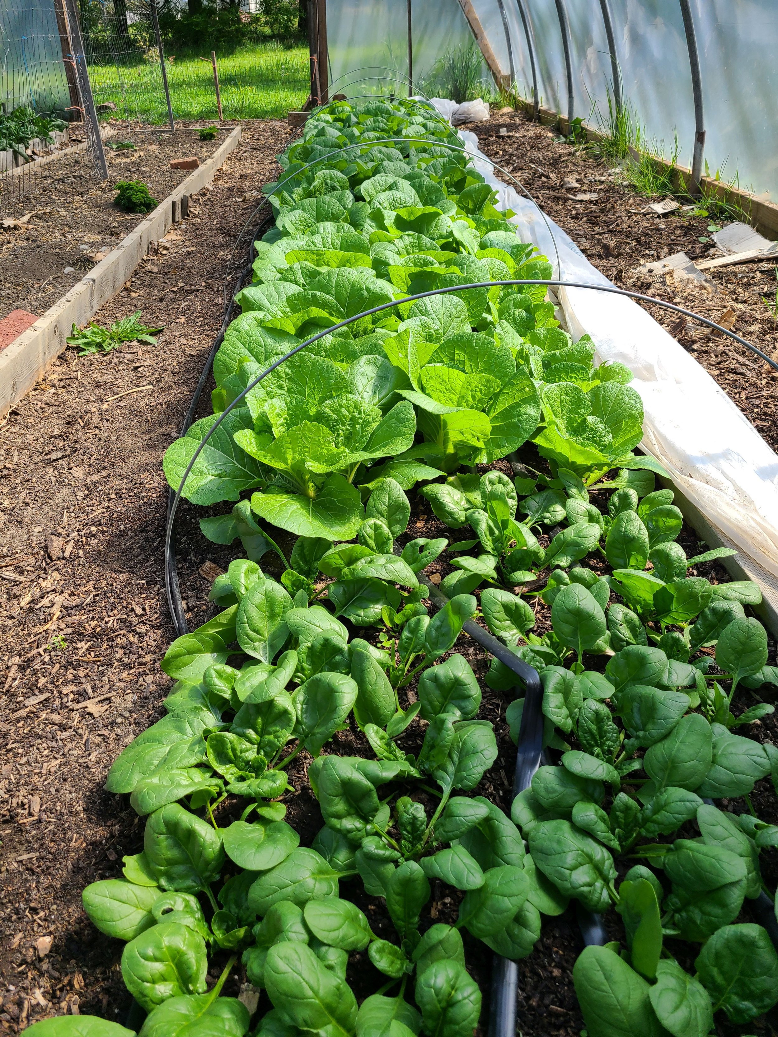Greens ready to harvest