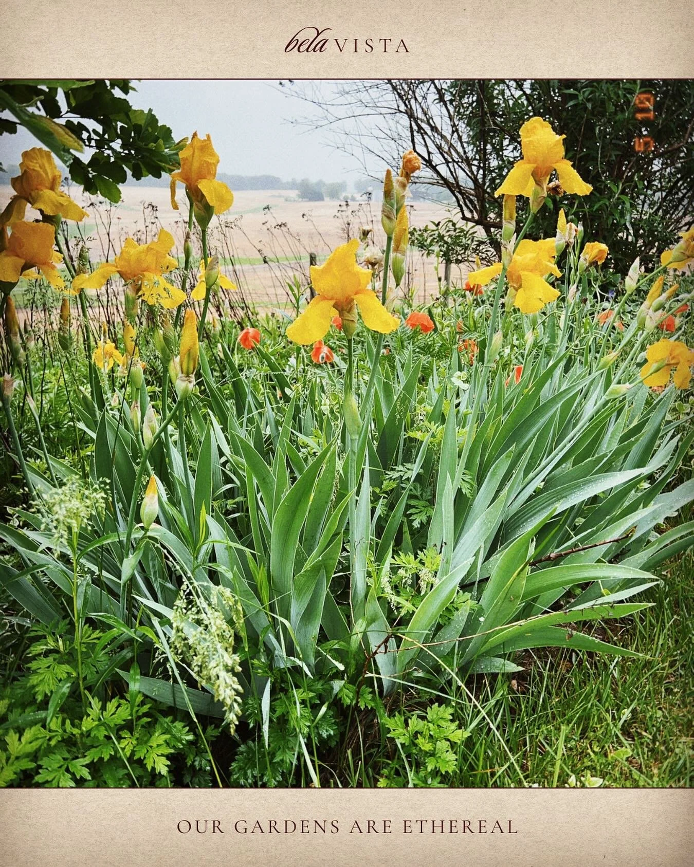 2024 dates available at Bela Vista!
&bull;
&bull;
&bull;
&bull;
#BelaVista #events #flowerfarm #DickersonMaryland #weddingvenue #venue #florals