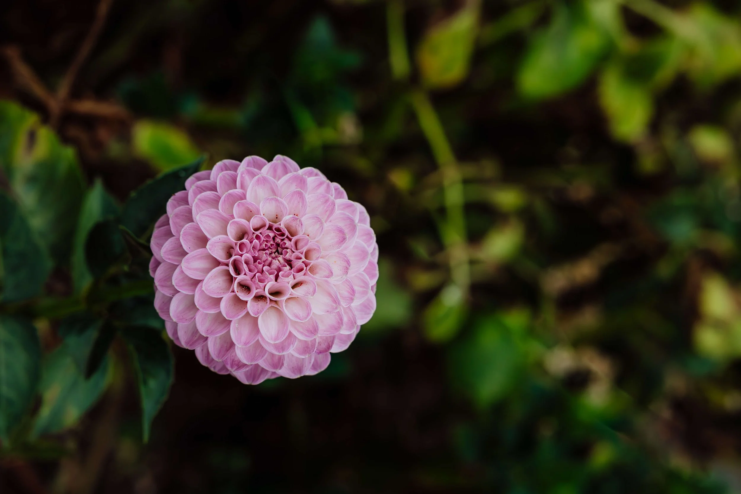 146A3395-Enhanced-NR-3.jpg