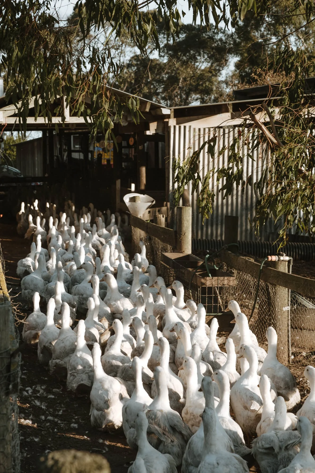 146A3678-Enhanced-NR.jpg