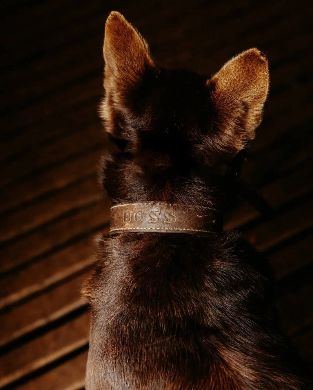 Farm photo Friday

There&rsquo;s been lots of sheep work keeping us busy lately; crutching, weighing, sorting, loading and carting.

Little Boss has been working so hard - he&rsquo;s in his element.