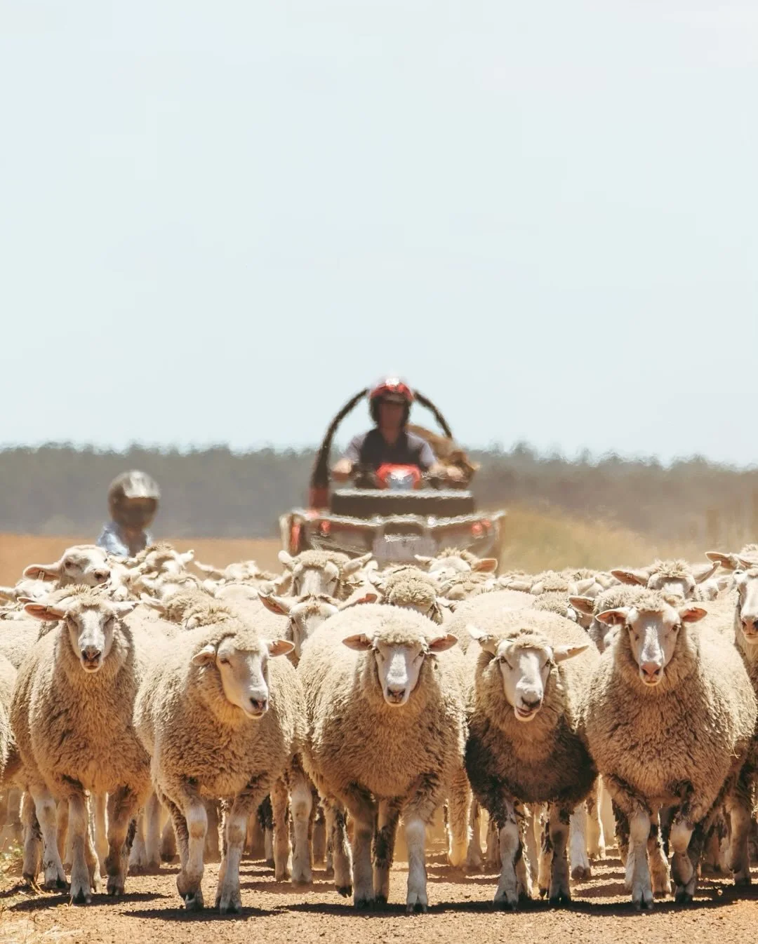 I&rsquo;m not sure whose idea it was to be shearing two days before Christmas but, here we are!

So, bring &lsquo;em in boys! 

And as usual, you only have to mention the word &lsquo;shearing&rsquo; and the weather sets in. A lovely 14mm yesterday wa
