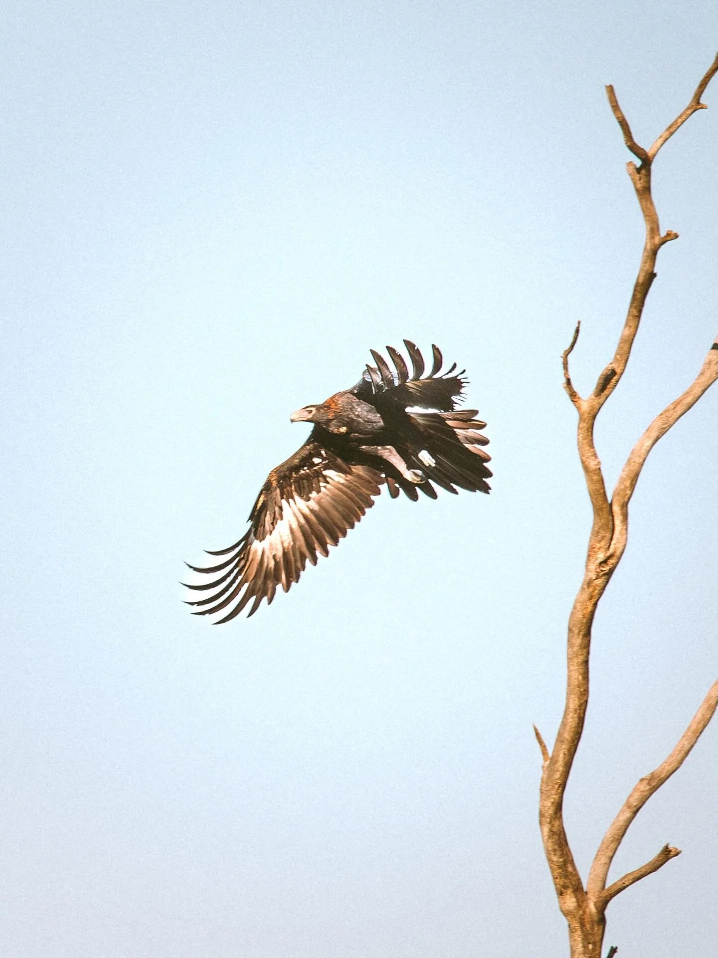 Farm photo Friday

Hello big fella 👋🏻 I see you 📸
.
.
.
Edwina is a rural and lifestyle photographer with a finger on the camera and an eye in the sky.
