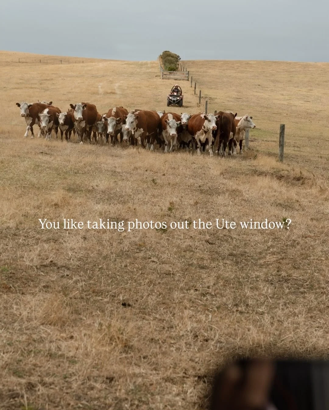Farm photo Friday 

A day of droving and mustering cattle means some pretty interesting views out the Ute window. Take a peek and see what I see. 📸
.
.
.
Edwina is a rural and lifestyle photographer sharing a love of agriculture and life on the land