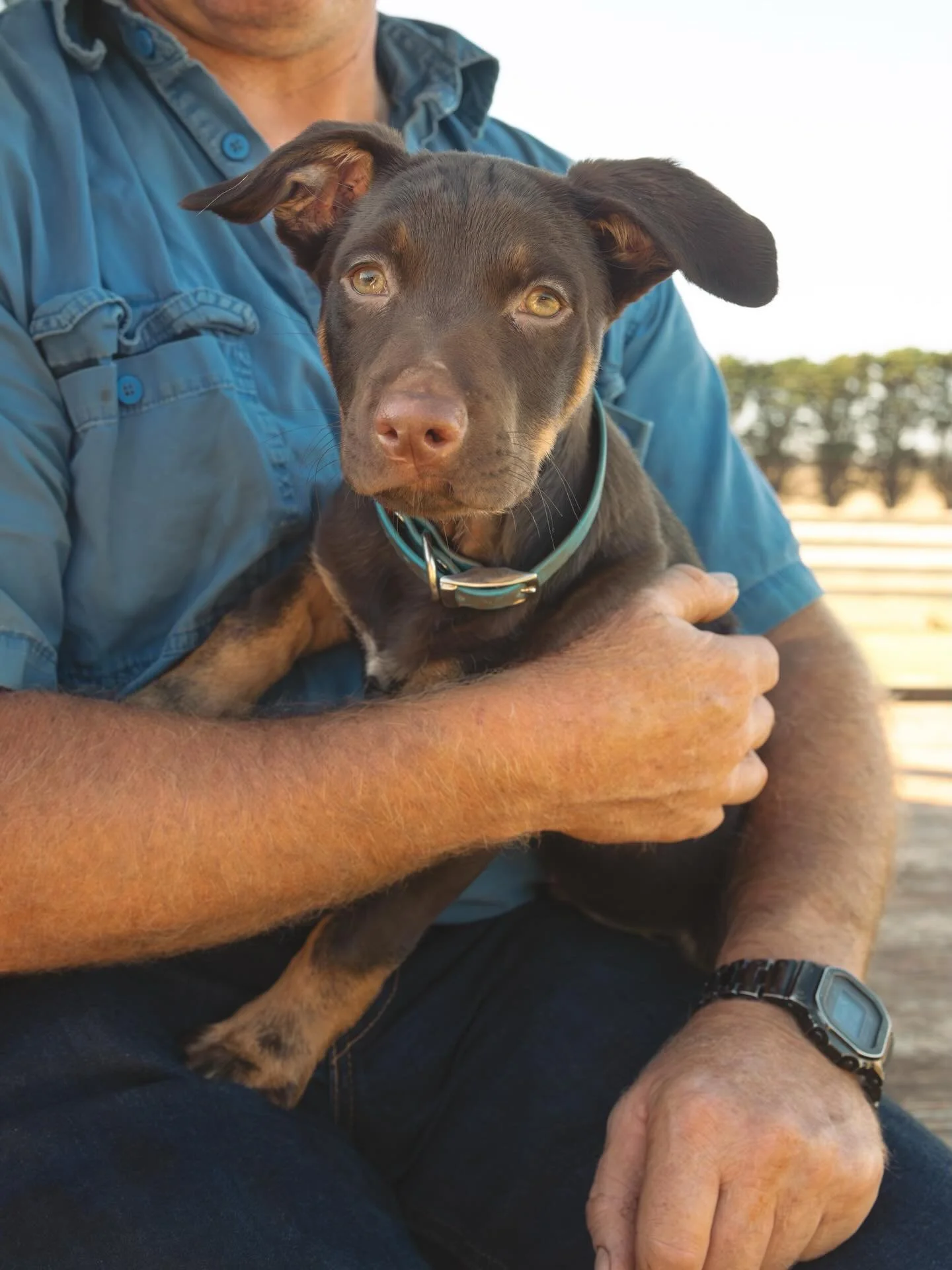 Farm photo Friday

We&rsquo;ve got a new baby!! Say hello to Blue.  It&rsquo;s been a while since we&rsquo;ve had a destroyer of shoes but as you can see, we&rsquo;re pretty smitten already. 

Thank you @elfinvale_stud_kelpies for another beautiful p