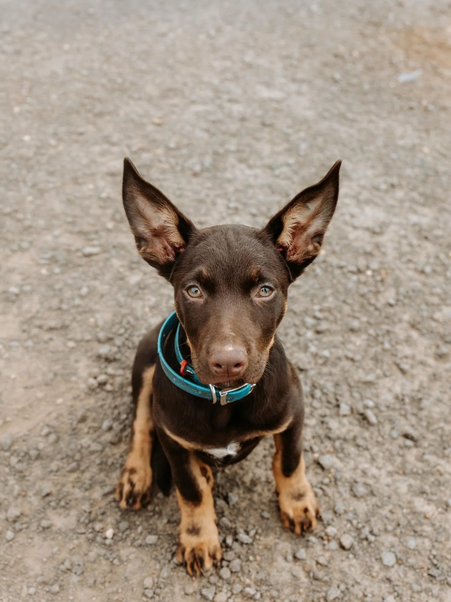 Farm photo Friday 📸

Blue is as pleased as punch that his ears can now stand up straight!! And aren&rsquo;t they grand!  I don&rsquo;t think I&rsquo;ve ever seen such huge ears.  Perhaps we should have called him Yoda instead 🤭

We&rsquo;re in what