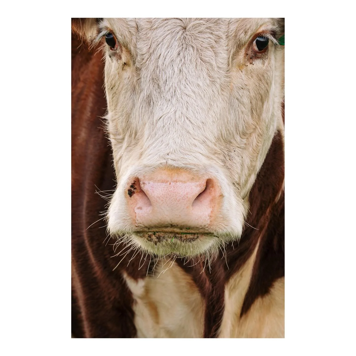 Come and have a look what we can see in the paddock at the moment. 

We&rsquo;ve started calving 💕 They&rsquo;re coming slow and steady so that will mean keeping an eye out if any need help. Mother Nature usually runs its course but sometimes, we&rs