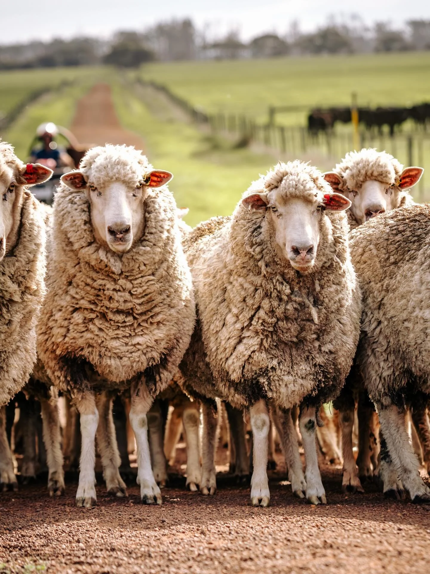 It&rsquo;s that time of year again!  Time for a tidy up ladies. ✂️✂️

We&rsquo;ve spent the weekend mustering and getting the shed prepared. I&rsquo;ve gone through the recipe books and have my menu organised. 

Sausage rolls are ready for smoko&hell