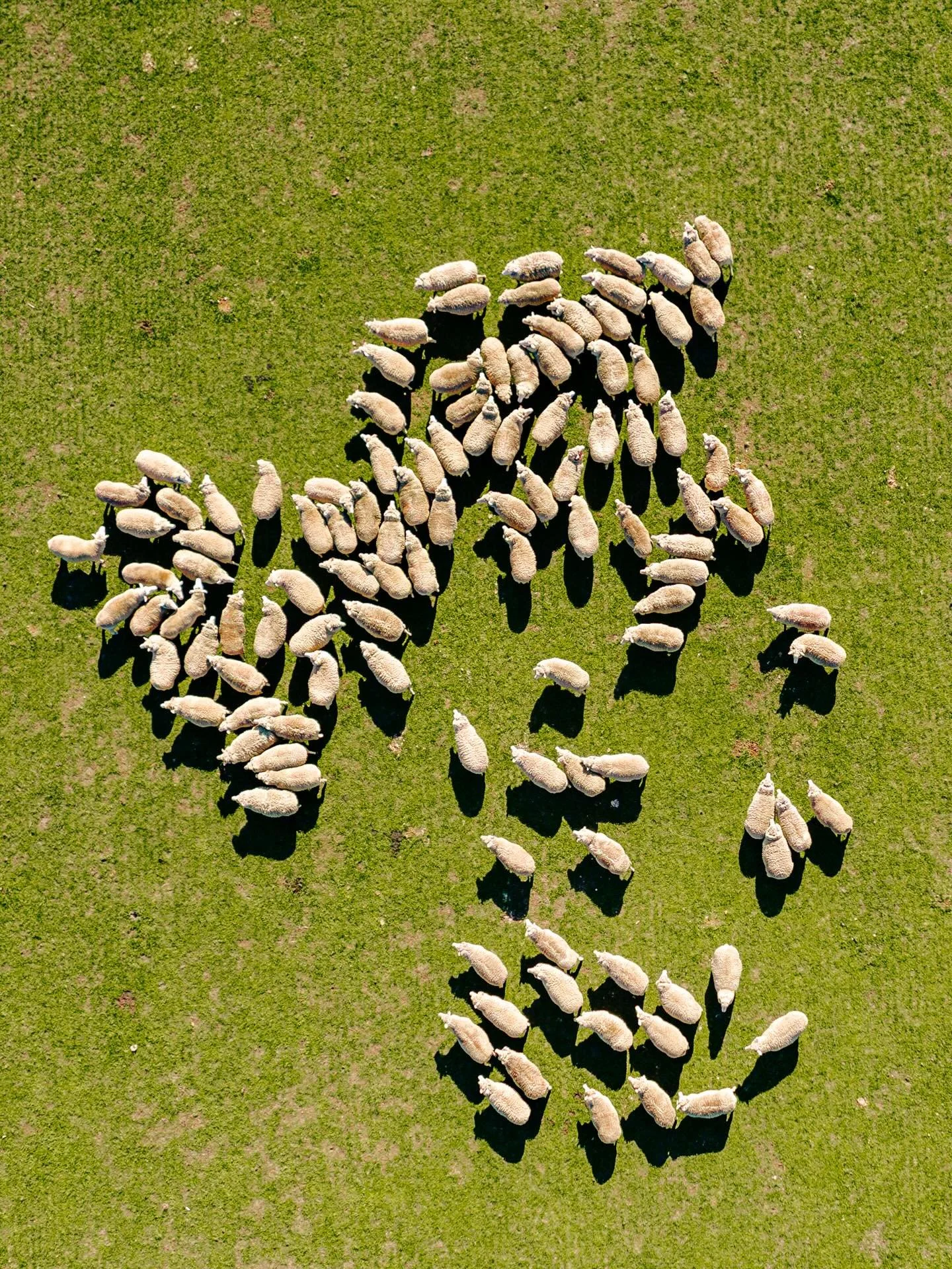 A different perspective. 

Yes, it looks green but there&rsquo;s not a lot of growth there. We&rsquo;ve sown this paddock down after the decimation of the last few years and if we don&rsquo;t get more rain soon, it&rsquo;ll dry off pretty quickly. 

