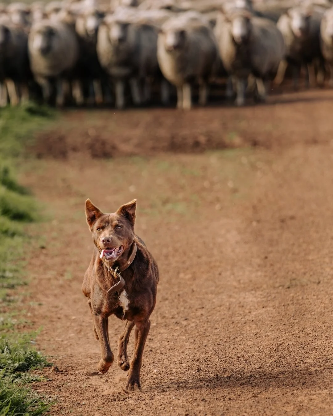 Boss and Blue are the stars on today&rsquo;s grid 🥰

Since old Rex has retired, Boss is really stepping up and taking charge. He&rsquo;s good in the paddock and tough in the yards; very happy on the sheep&rsquo;s back and never tires. Fearless!

Thi