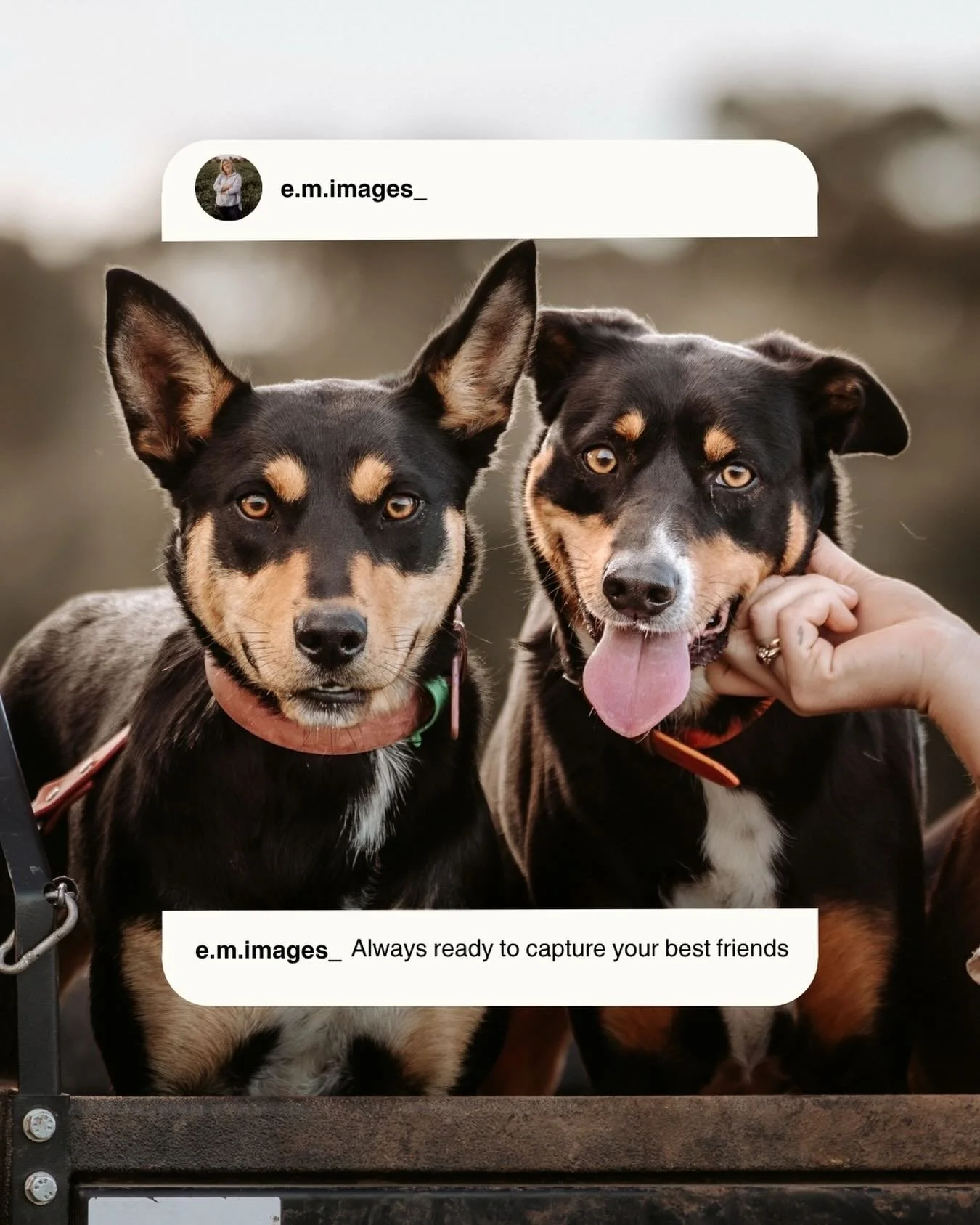 I&rsquo;ve had the most beautiful animals joining our sessions recently. From dogs to chooks, ducks, pet lambs and even the family cat! 

I really love photographing you with your pets because they instantly bring the fun. They help us relax, give us