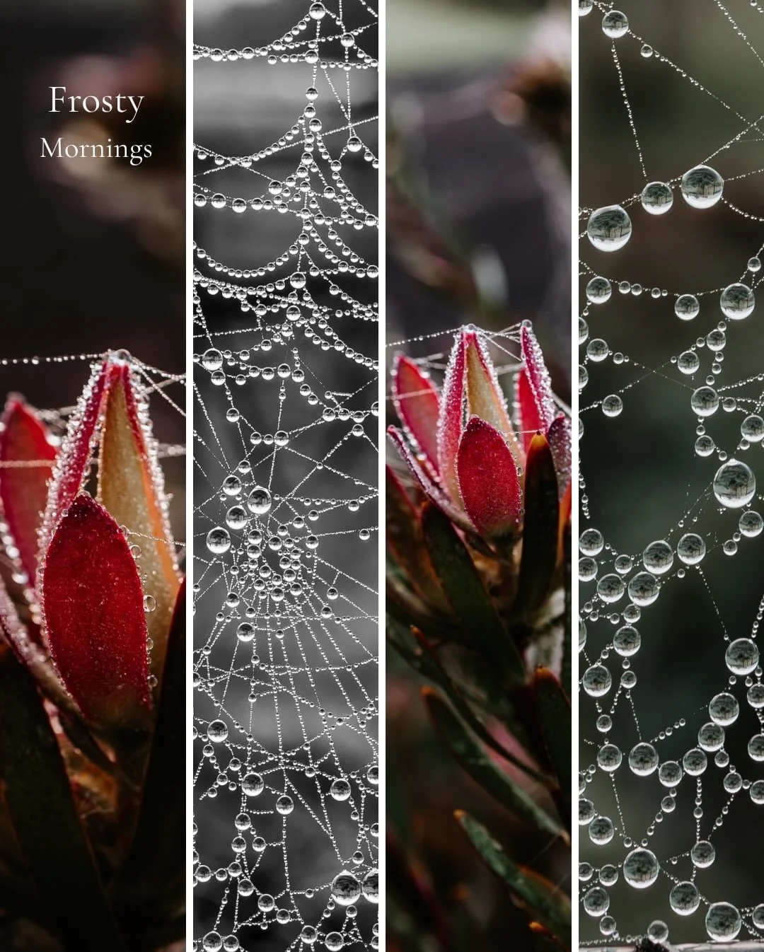 The seasons are turning again. Morning temperatures are dropping and we have been waking to a crisp blanket of frost coating everything in delicate, glassy baubles. 

It may be a cold start but the days have been absolutely glorious. Let&rsquo;s enjo