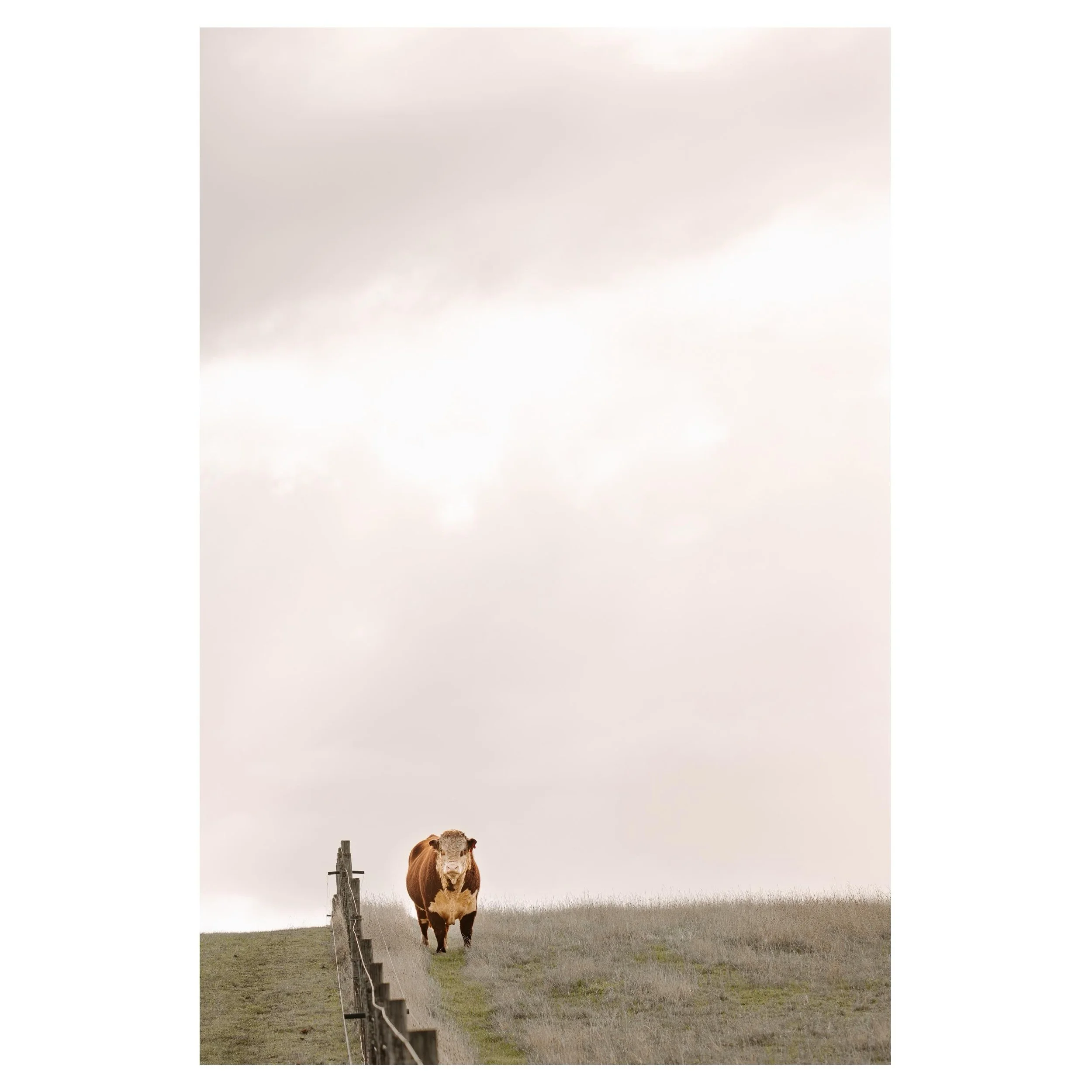 Farm photo Friday -  I&rsquo;m giving you a bleak, minimalist paddock scene today.  Can you feel the cold in this expanse of sky?  Can you feel the wind as it whips down the hill?  This bull sure knows to turn his back to the cold. 

Billy Connolly o