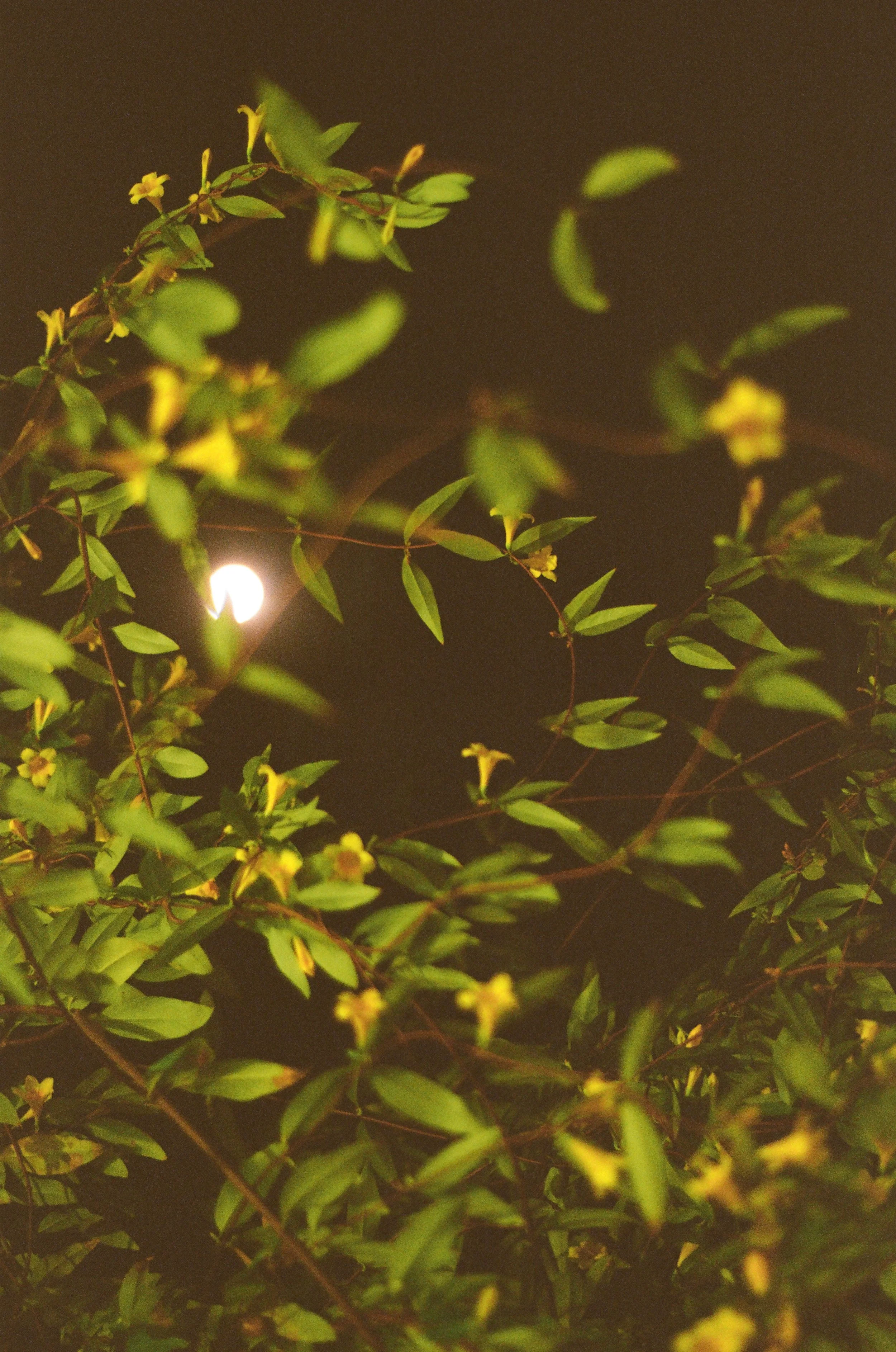 fujifilm_400_c_41_40902_139785_311788_000012420004.jpeg