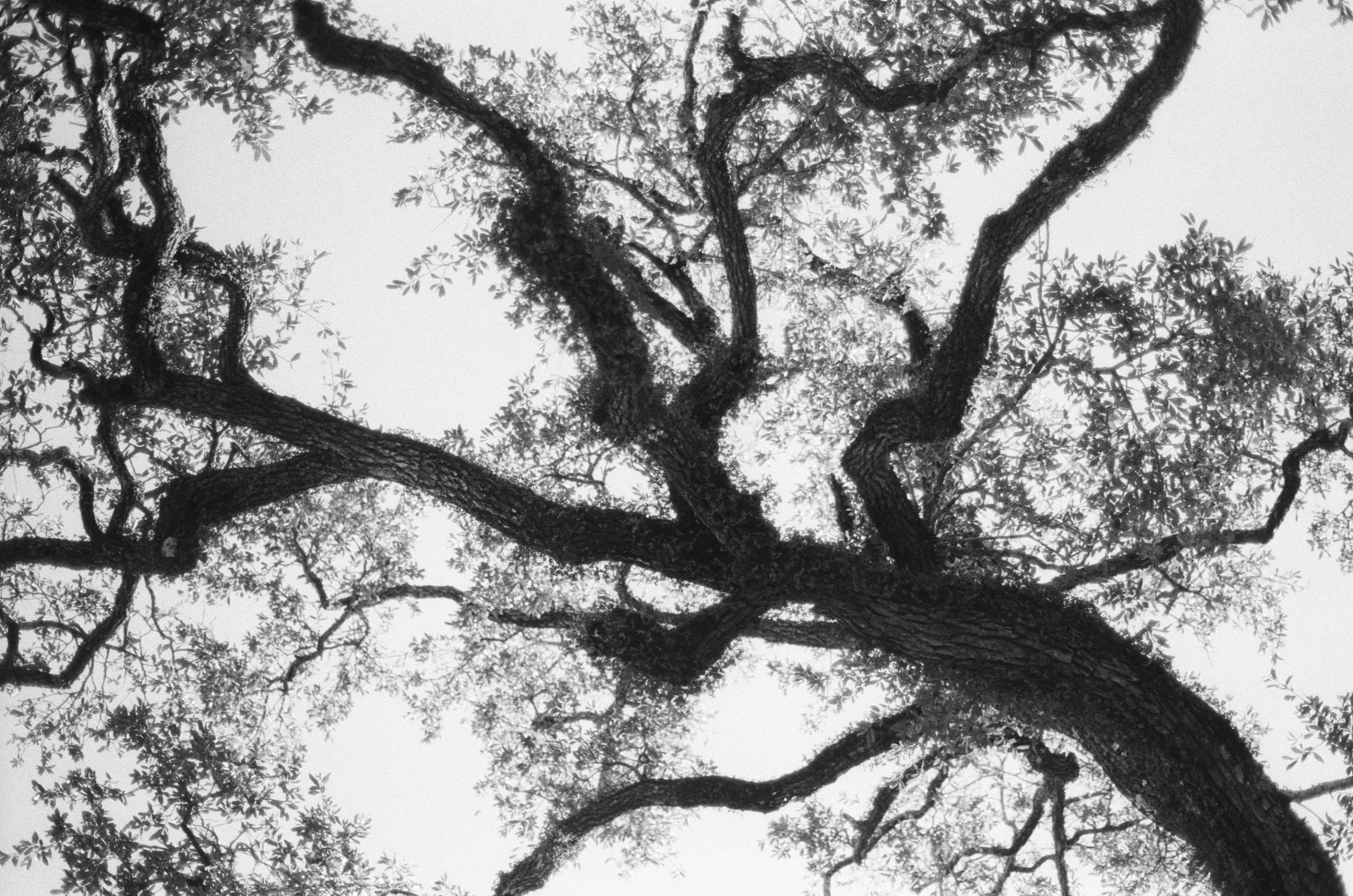 Louisiana and Alabama, 2025