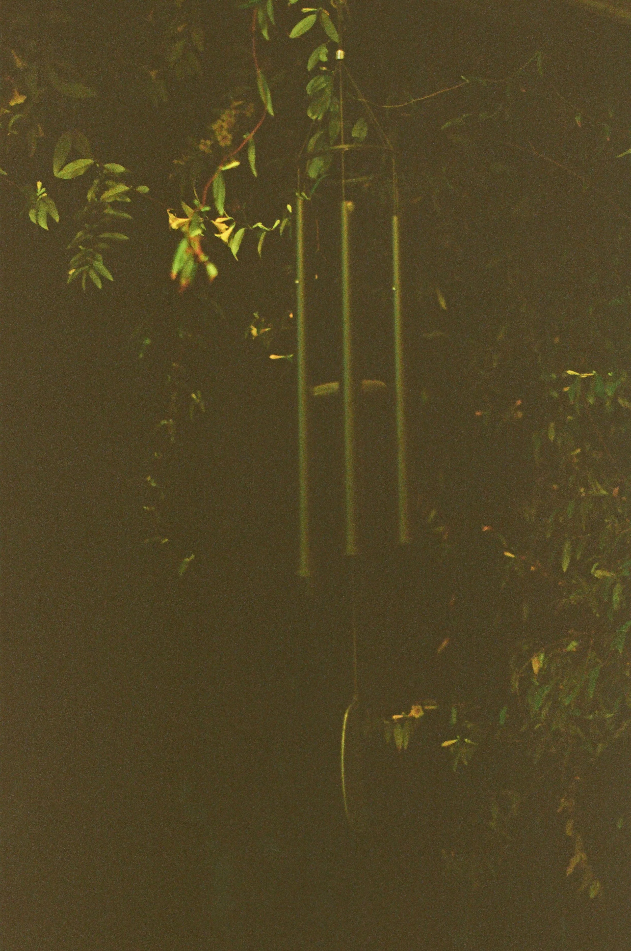 fujifilm_400_c_41_40902_139785_311788_000012420003.jpeg