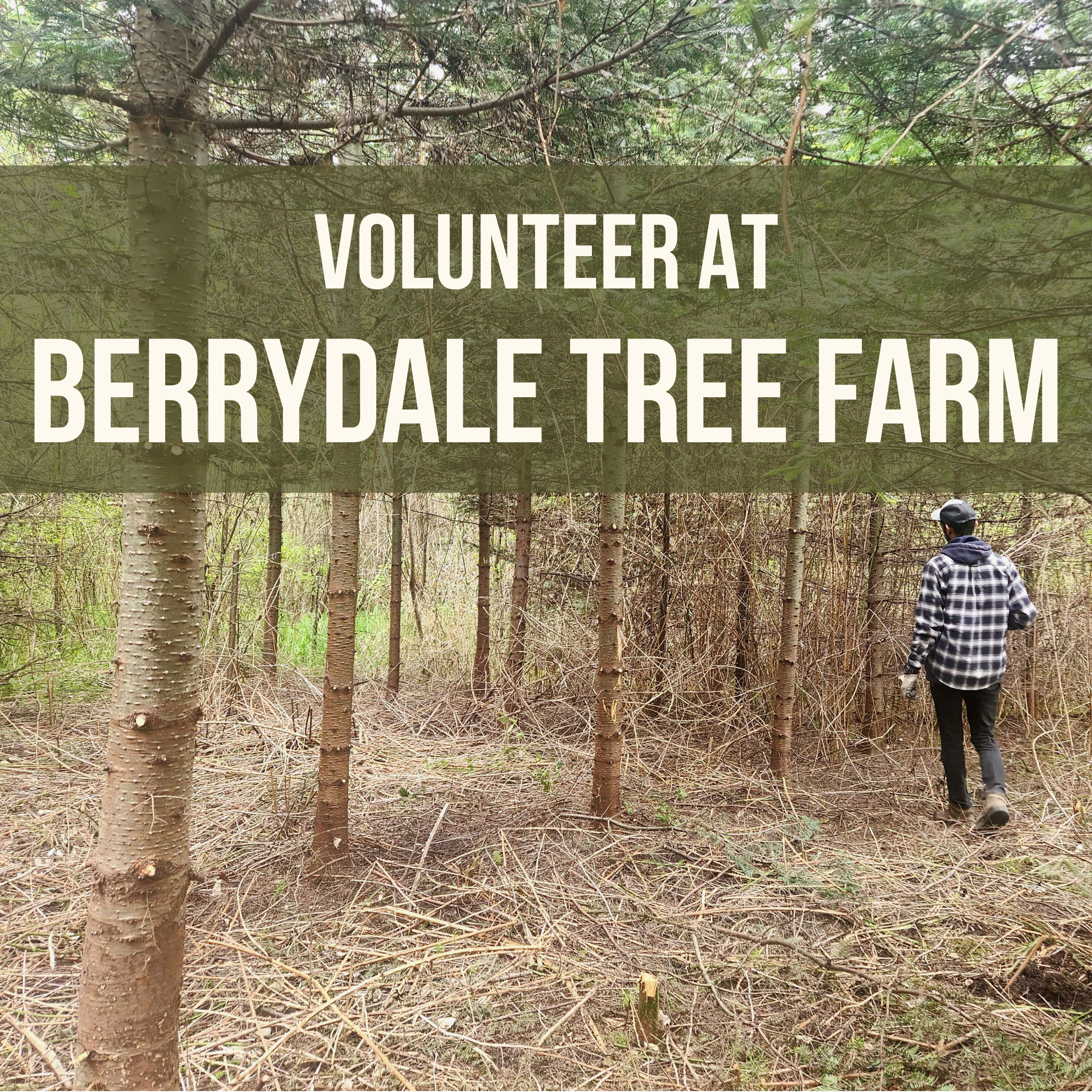 Volunteer Event At Berrydale Tree Farm