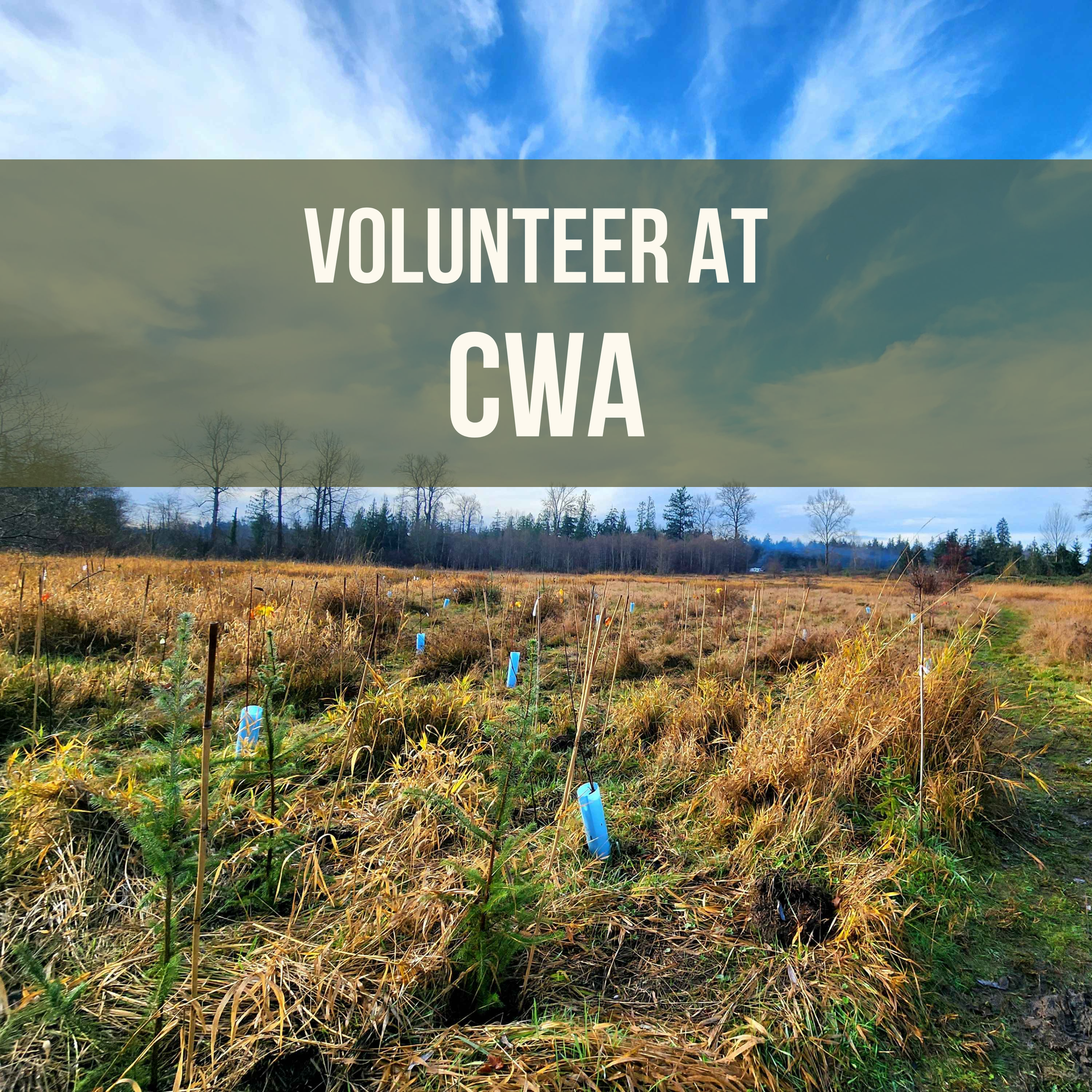 Volunteer Event at CWA 