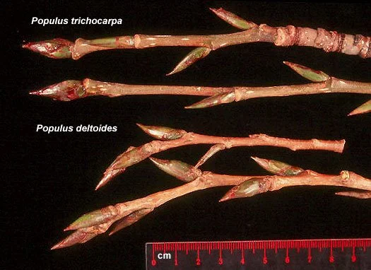 Black Cottonwood: A medicine for land and body (recipe included)