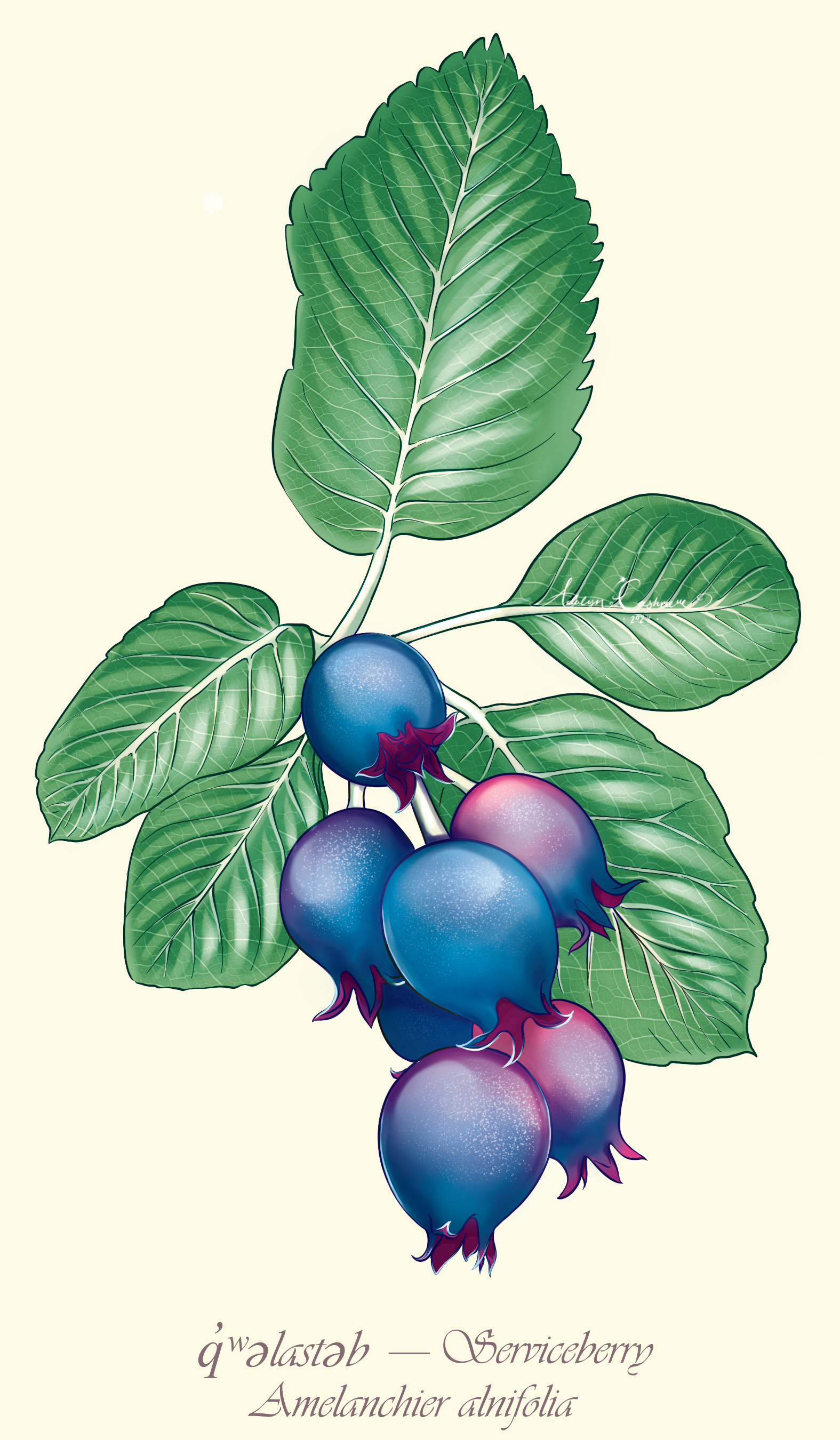 Western Serviceberry