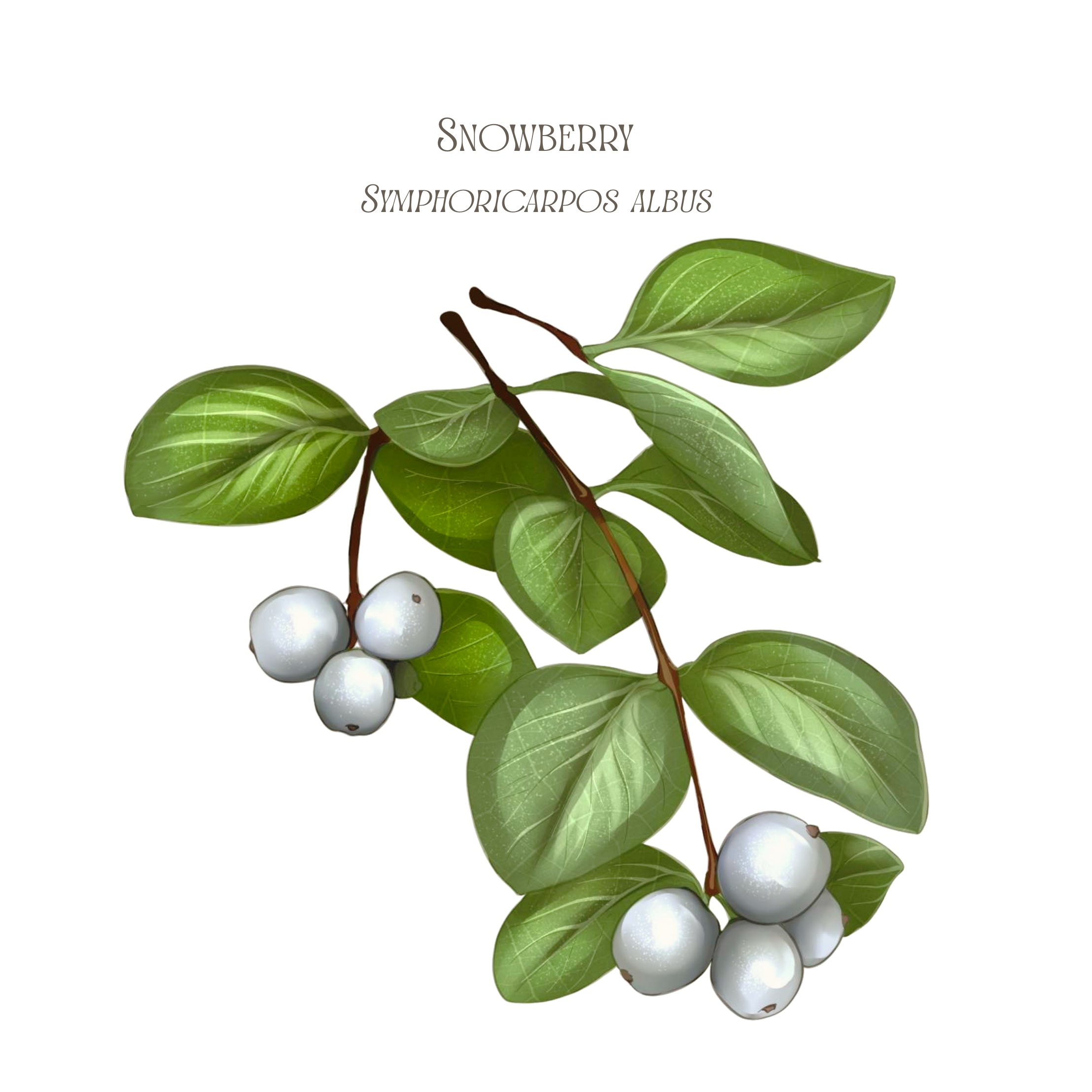 Snowberry