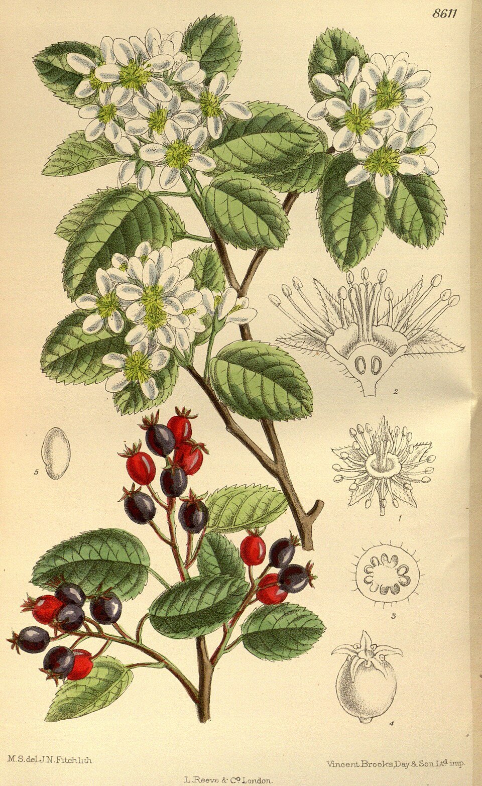 Amelanchier_florida_141-8611.jpg