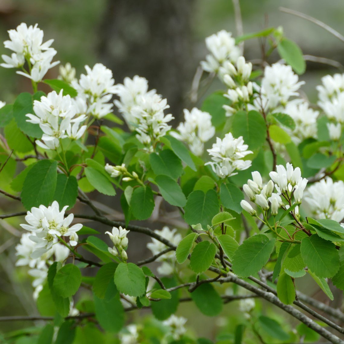 amelanchieralnifolia2_Custom_1400x-3893825730.jpg