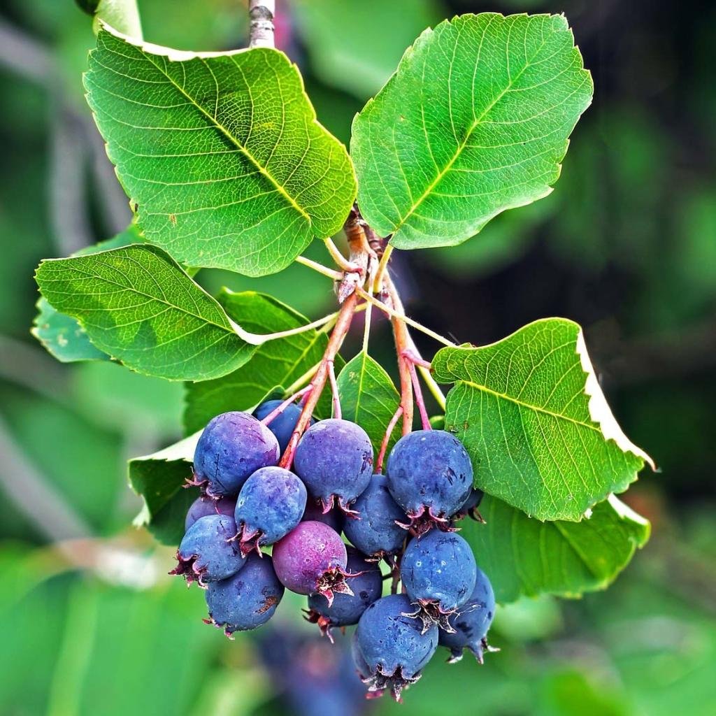 amelanchier-alnifolia-saskatoon-berry-85479-1-1666274195.jpg