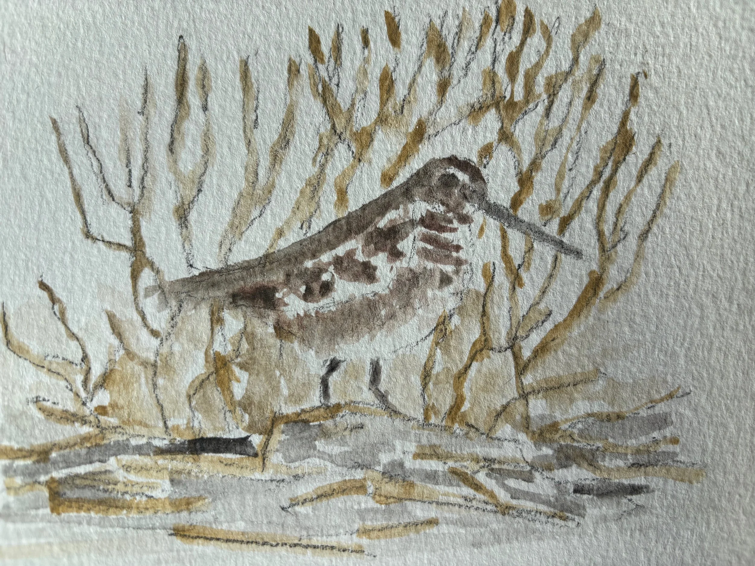 Wilson's Snipe watercolor