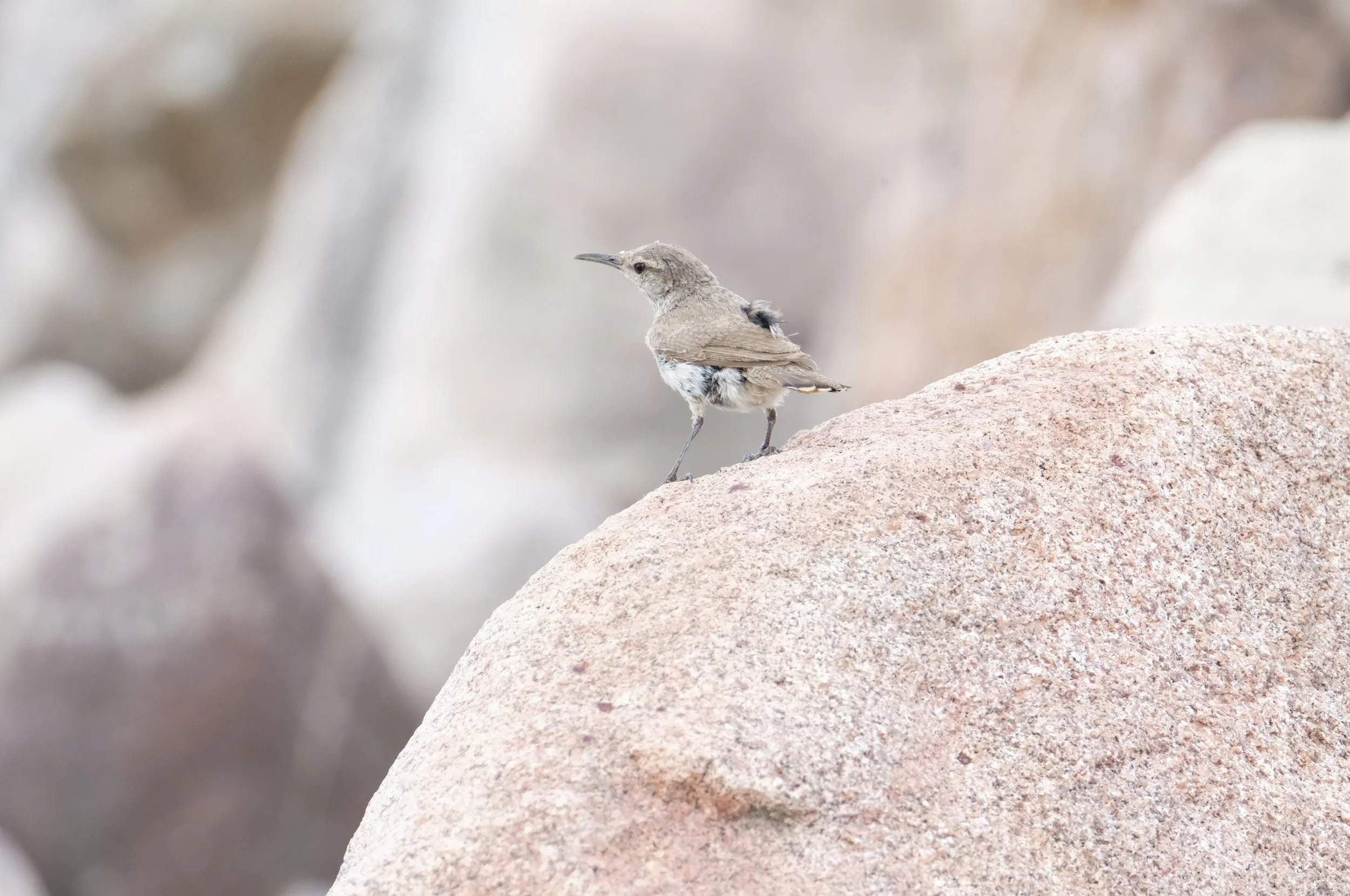 Rock Wren